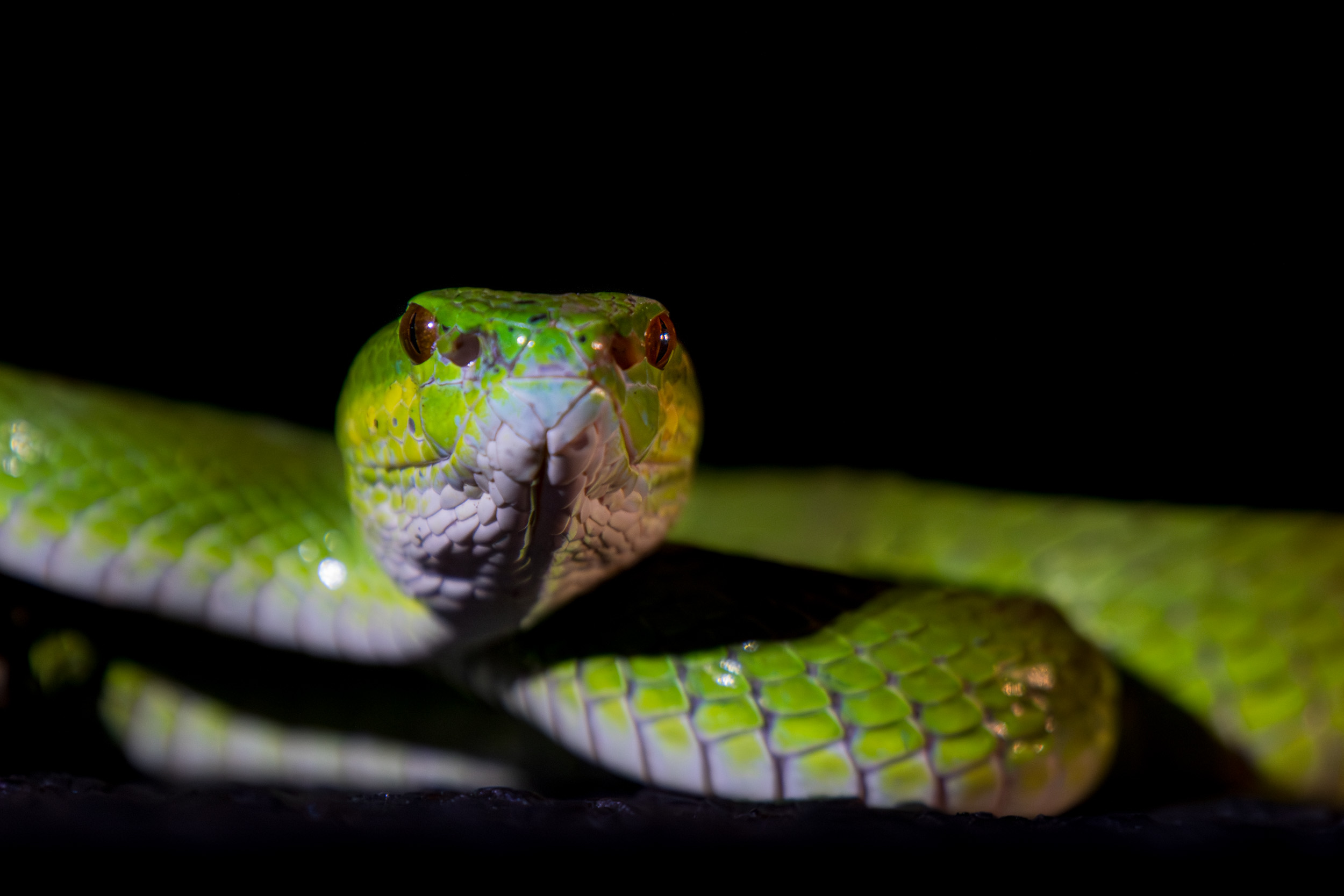 Baluran, Baluran National Park, Indonesia, Java, Nature, Wildlife