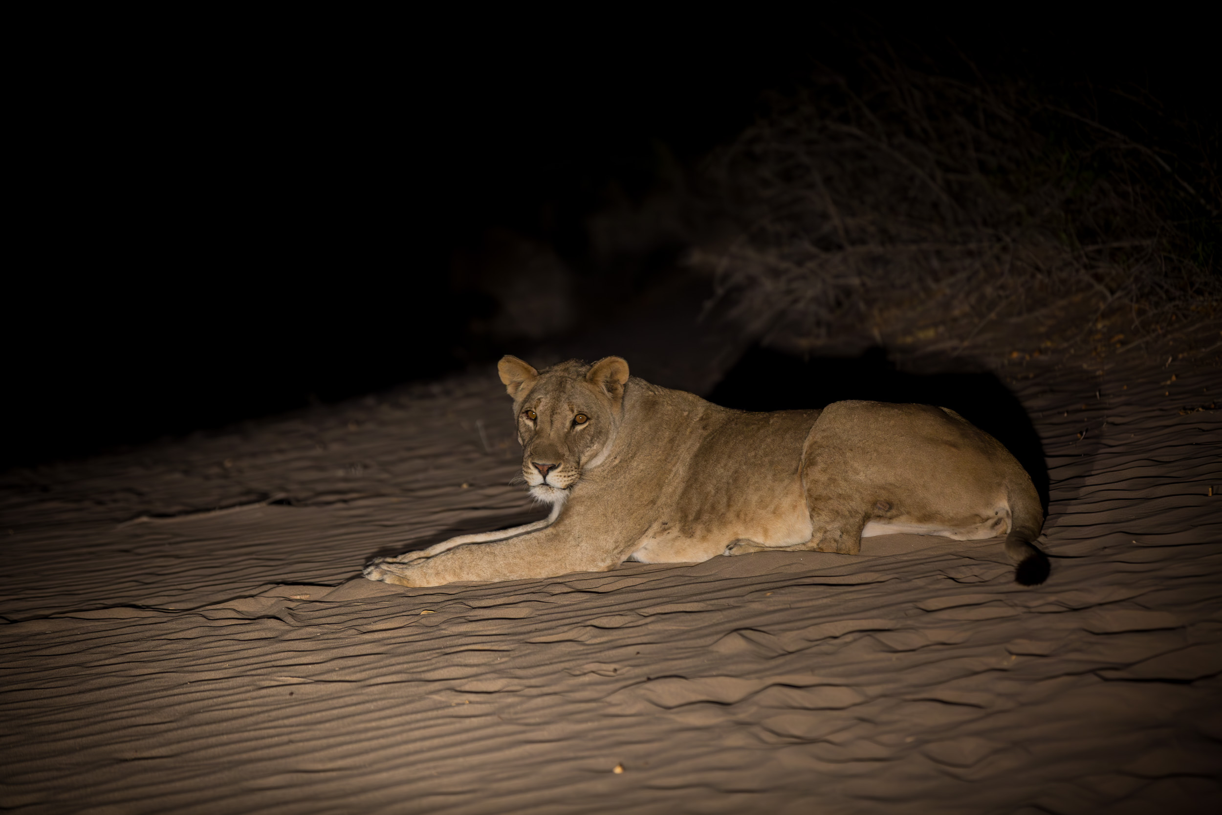 Desert lion Hoanib, Namibia