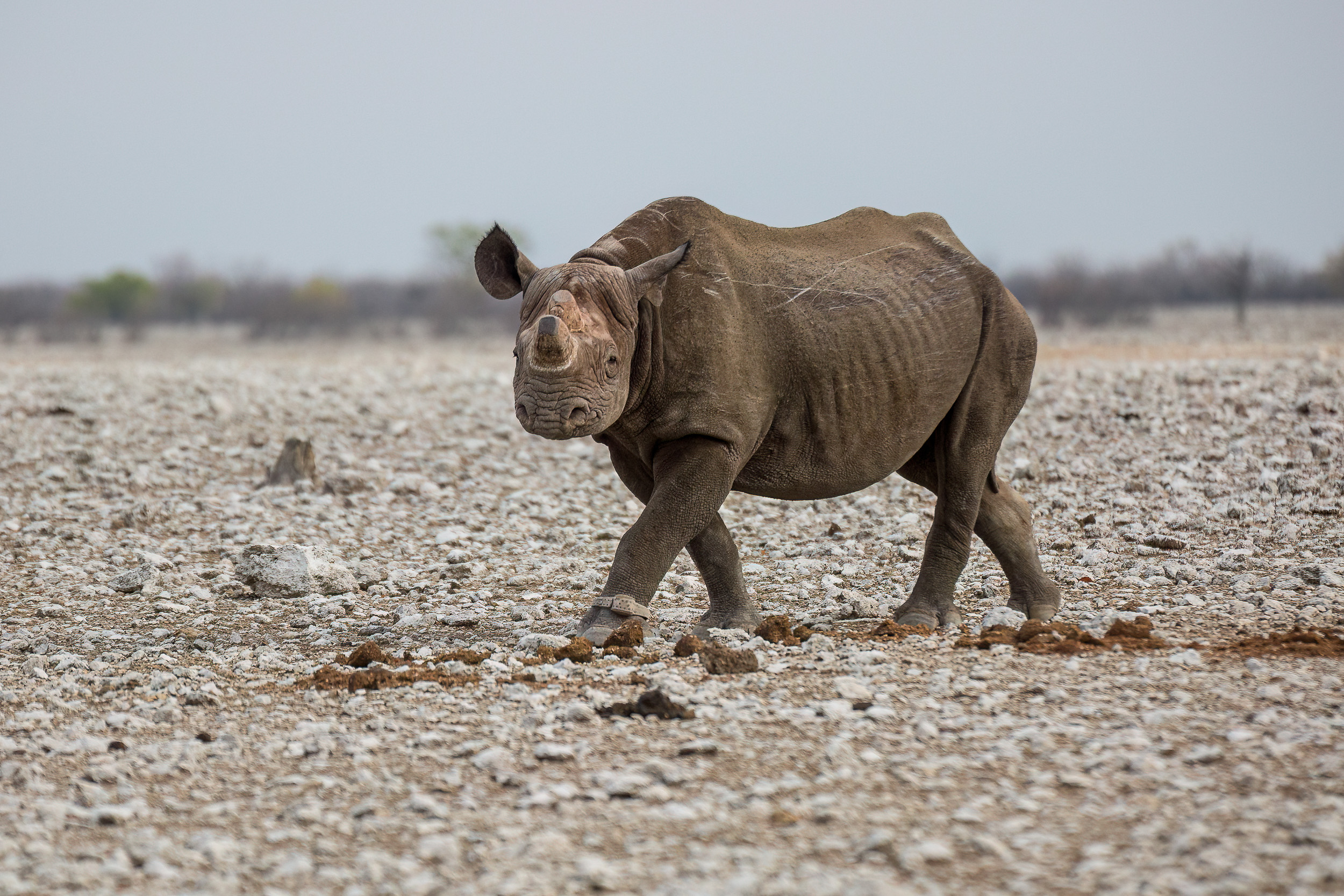 Etosha, Mega, Namibia