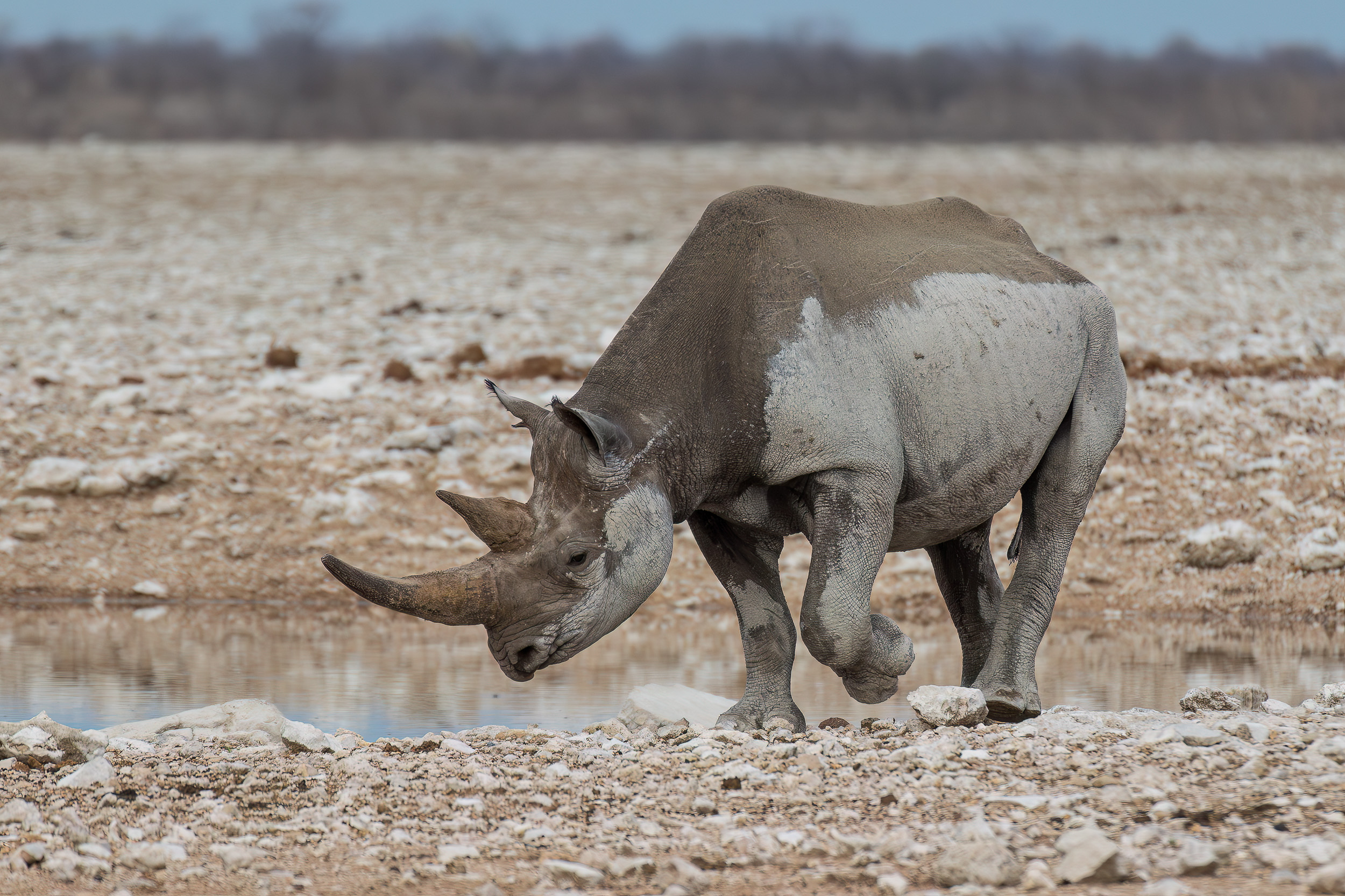 Etosha, Mega, Namibia
