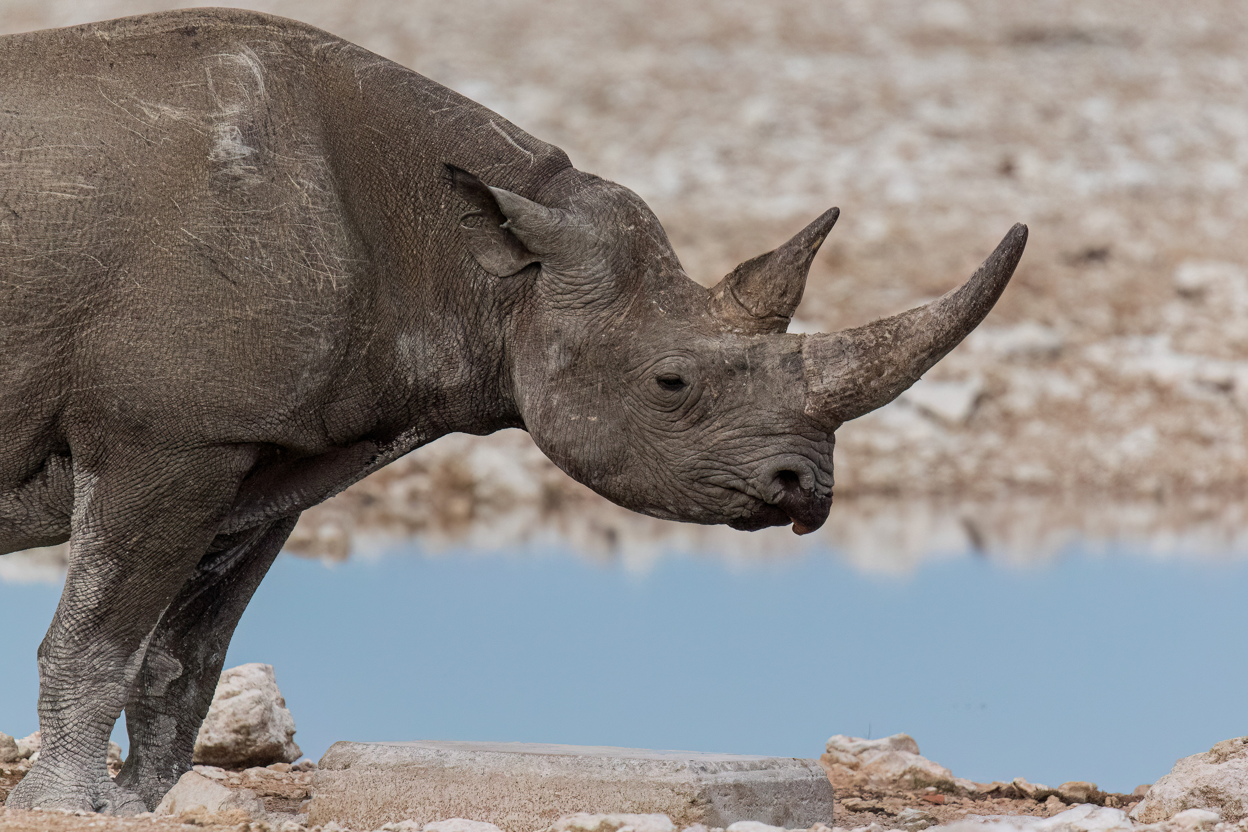 Etosha, Mega, Namibia