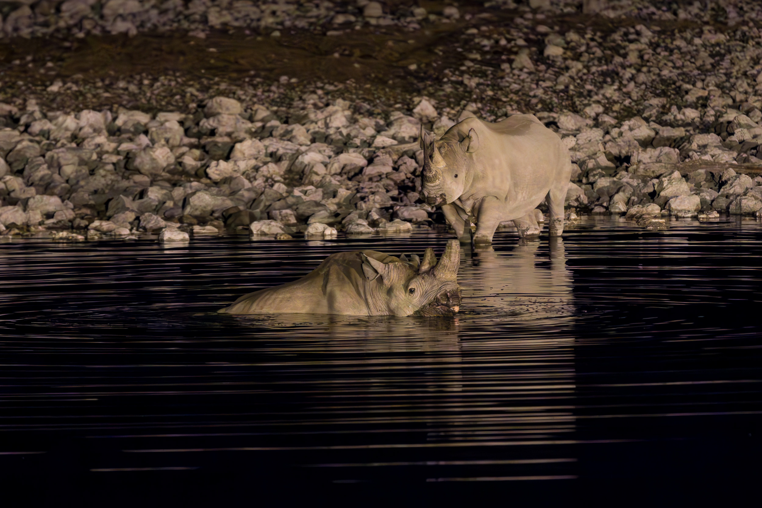 Etosha, Mega, Namibia