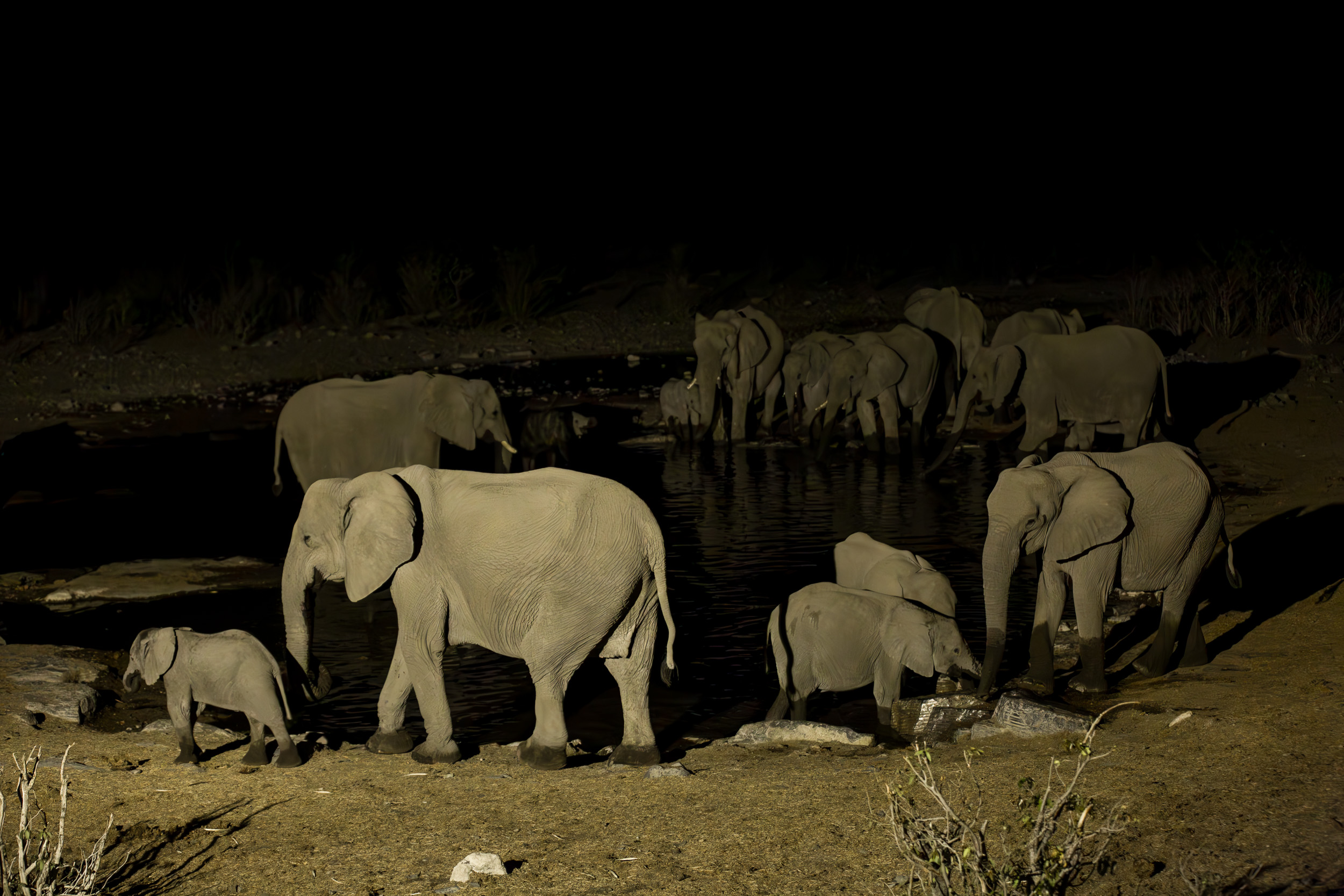 Etosha, Mega, Namibia