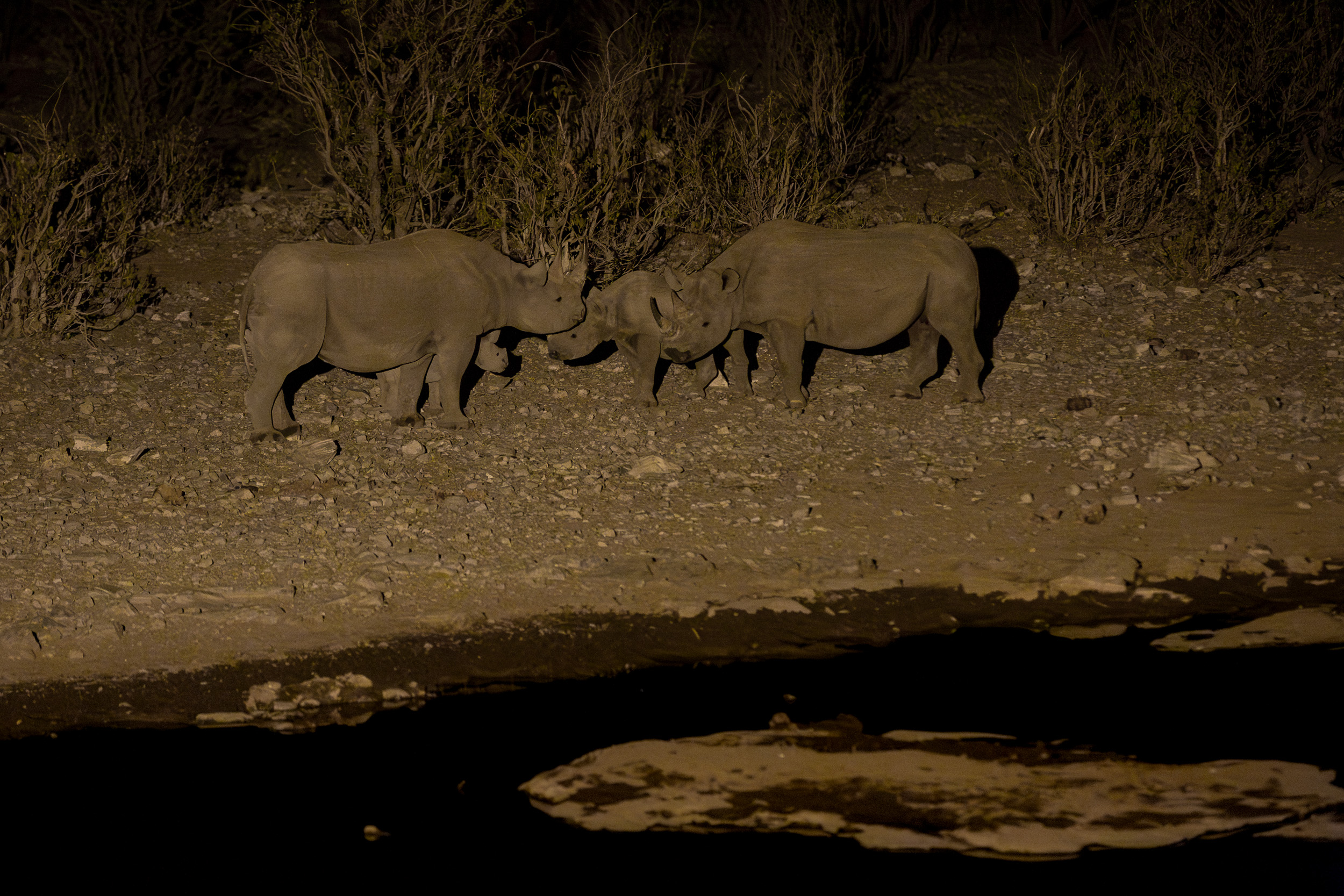 Etosha, Mega, Namibia