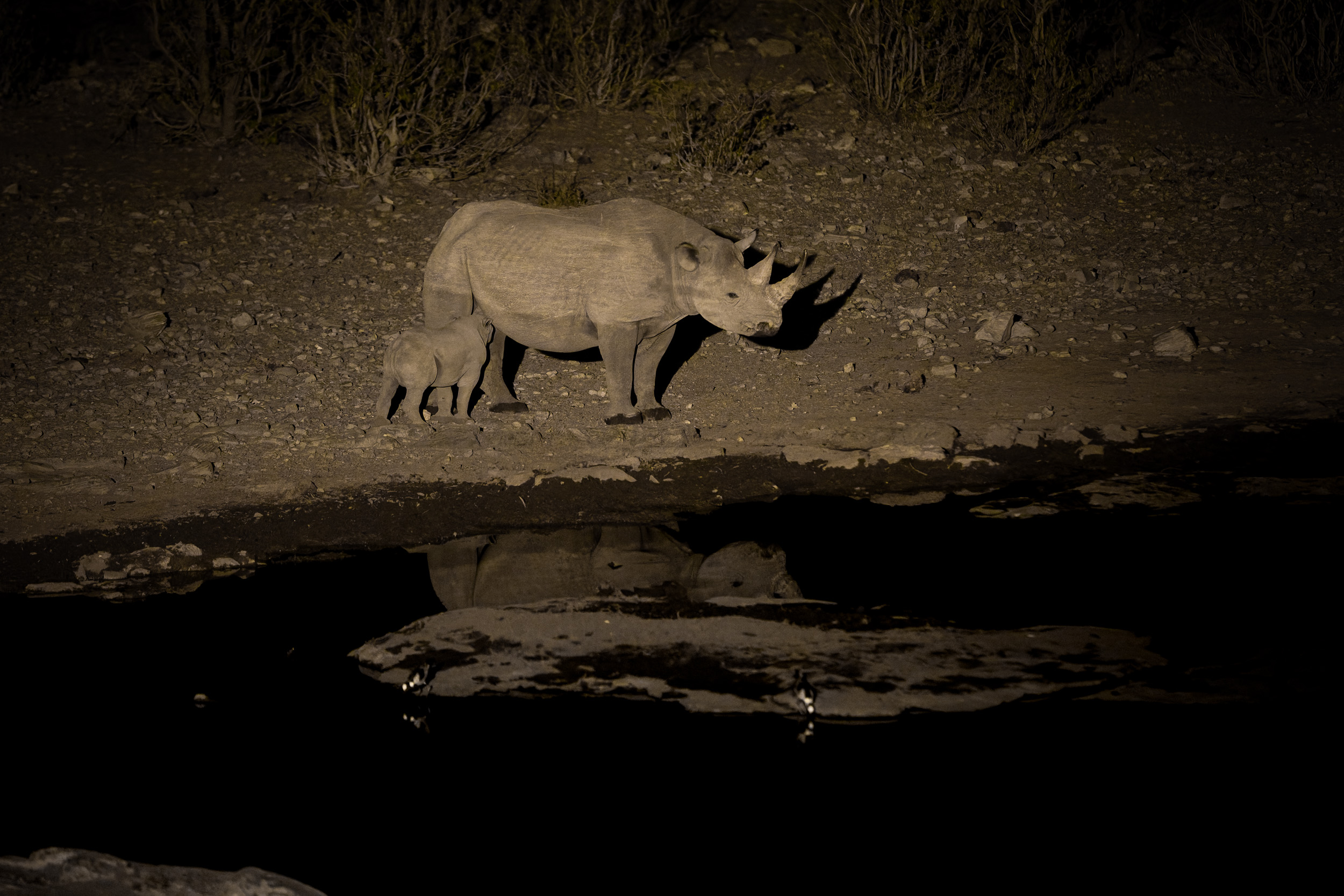 Etosha, Mega, Namibia