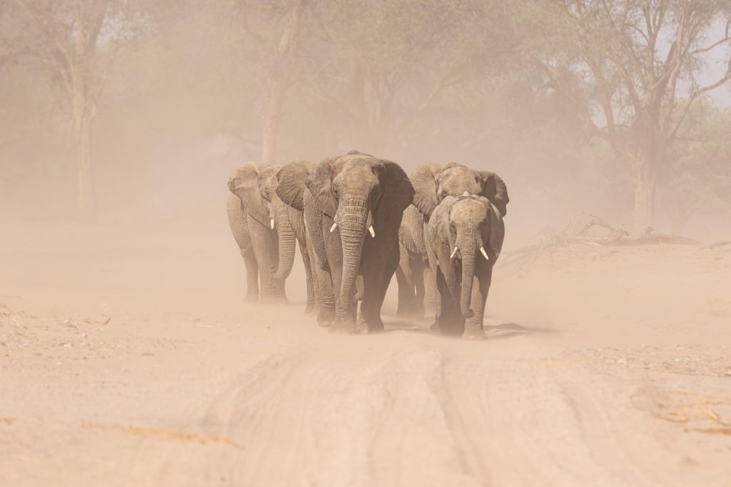 Huab, Mega, Namibia