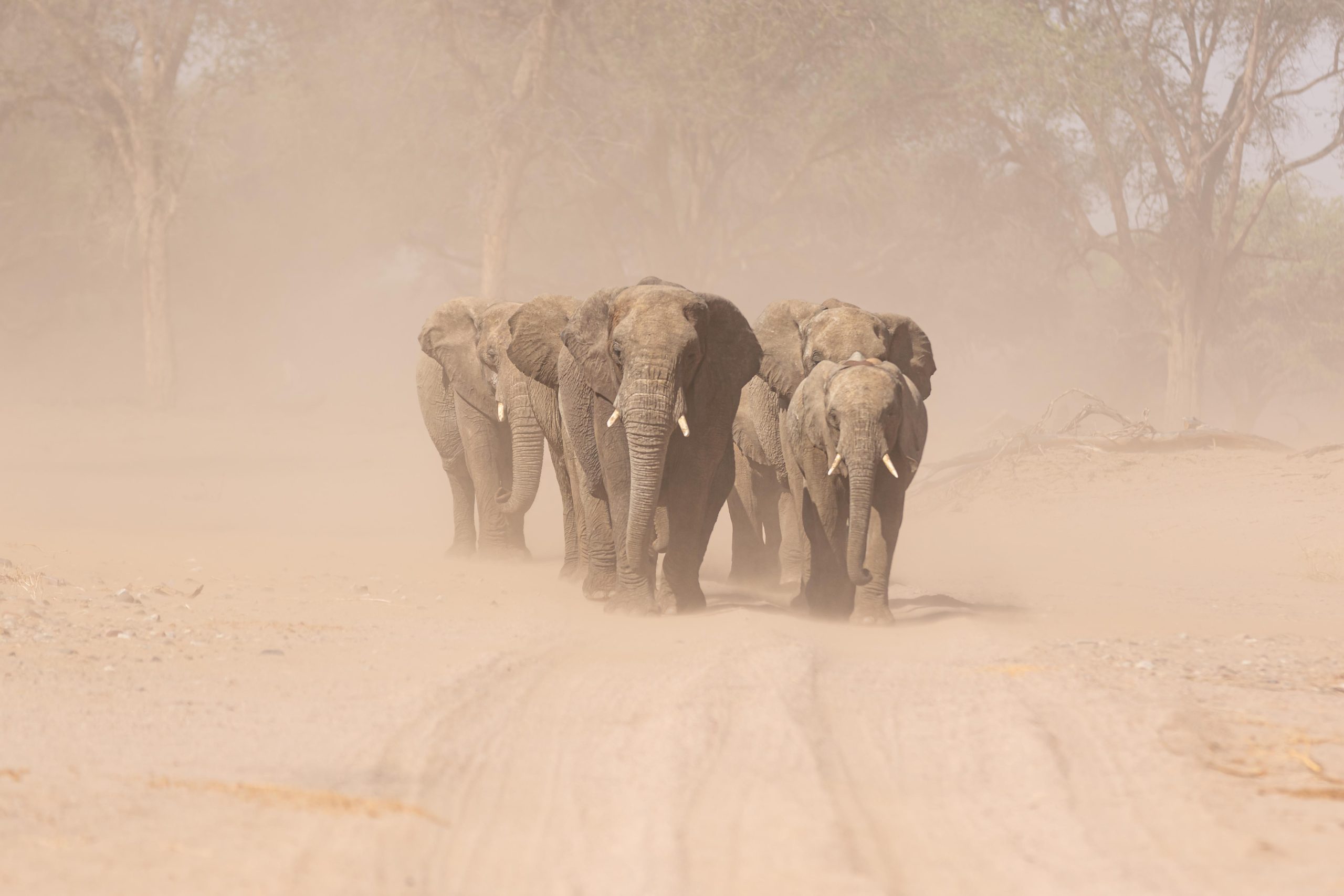 desert-adapted elephant herd walking through sandstorm in Hoanib riverbed Kaokoland Namibia