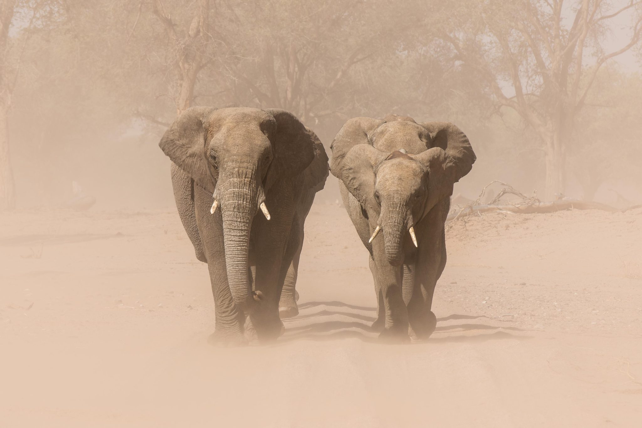 Elephants in the Nambib Desert - Namibia