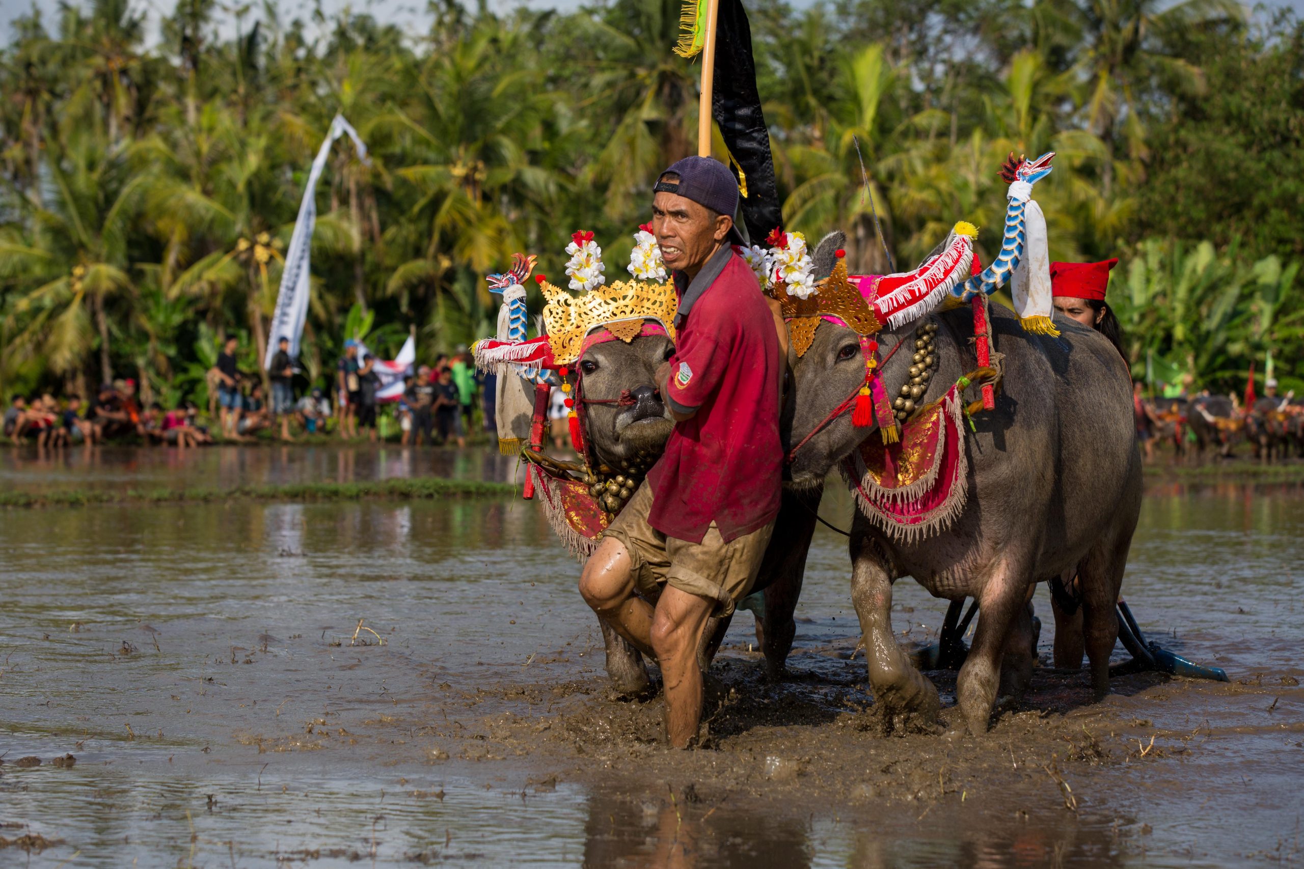 Bali, Culture, Indonesia, Makepung, Negara, lampit