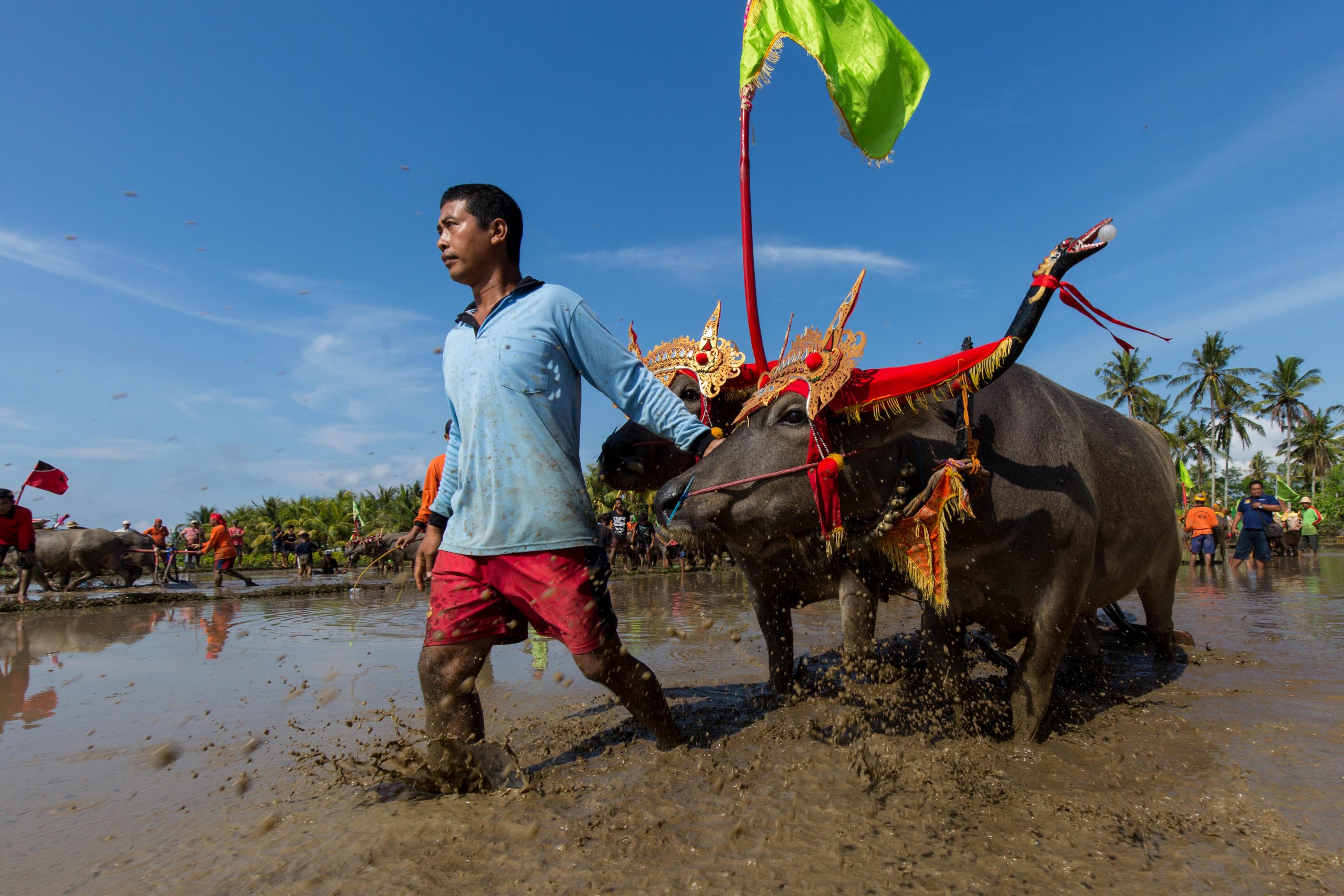 Bali, Culture, Indonesia, Makepung, Negara, lampit