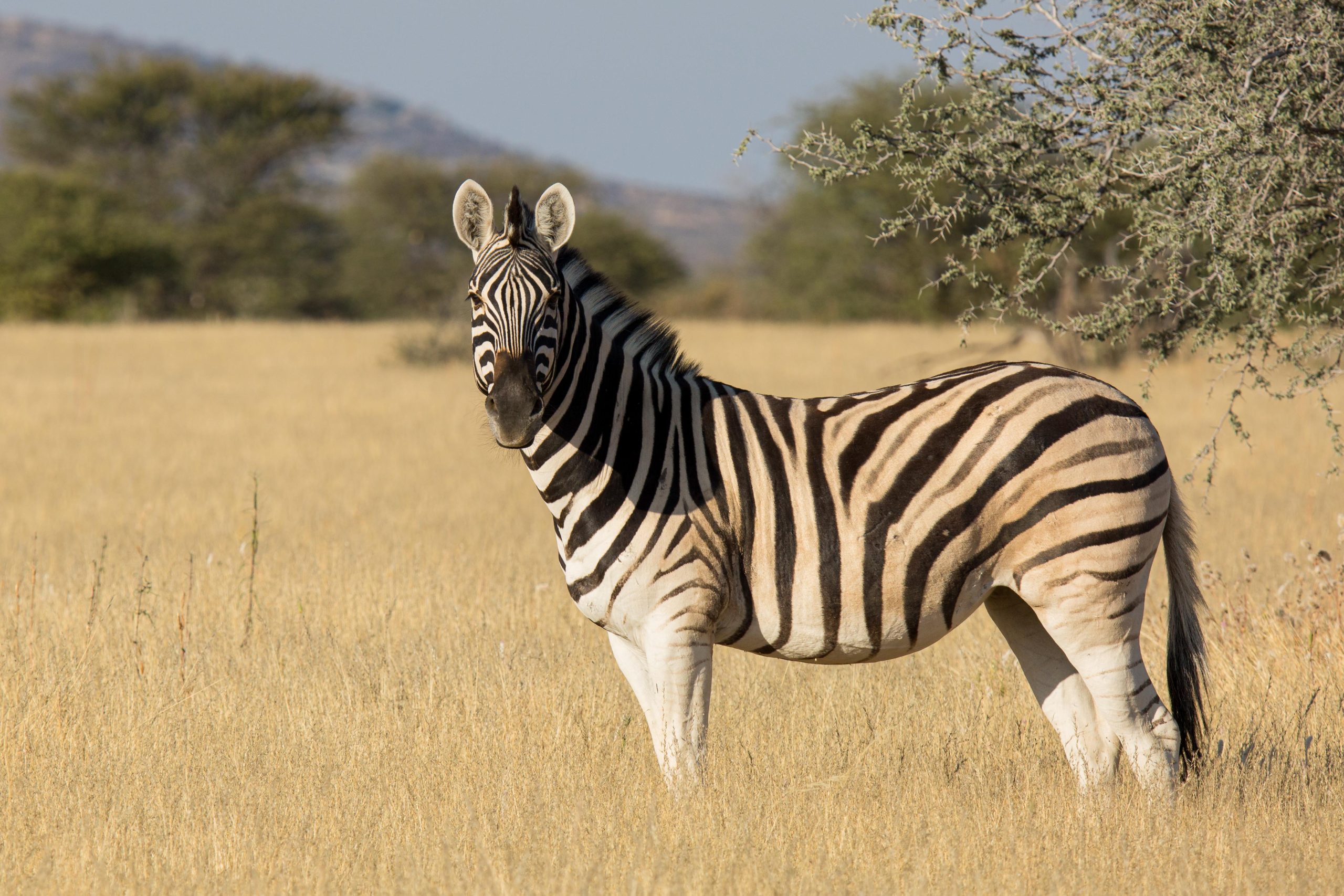 Africa, Etosha, Namibia