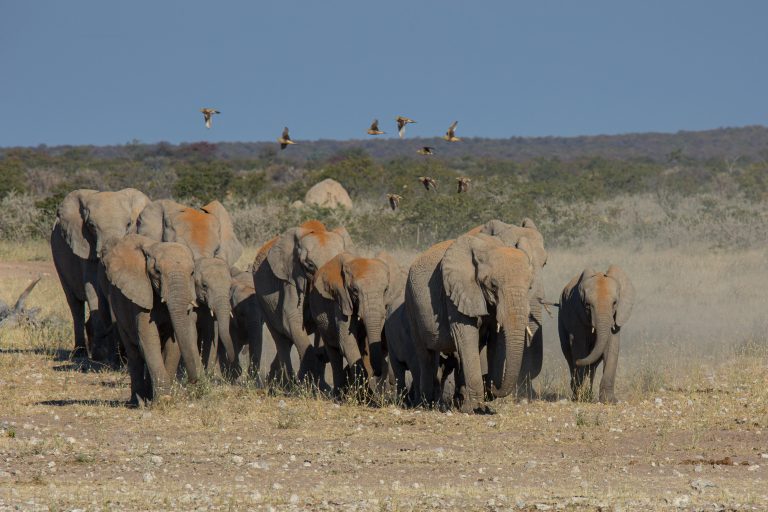A herd of elephants approaching a waterhole in Etosha