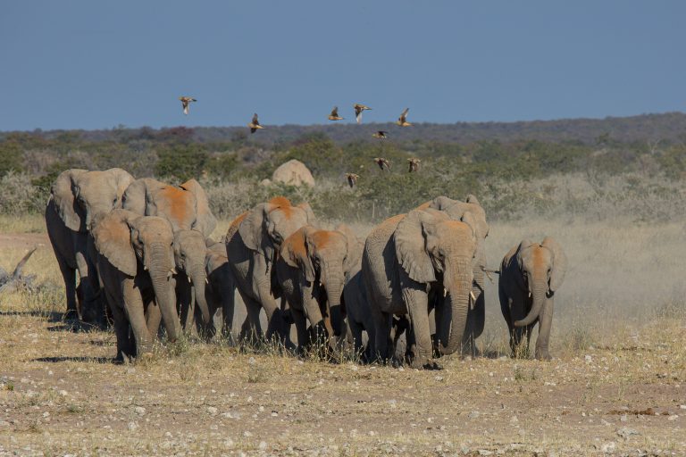Africa, Etosha, Namibia