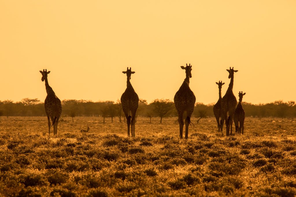 Africa, Etosha, Namibia