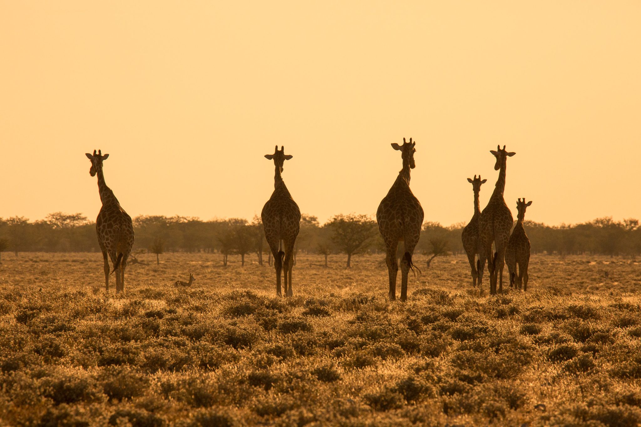 Giraffes at sunset Etosha, Namibia