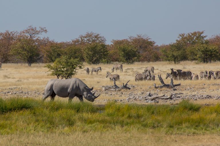 Etosha National Park in Namibia