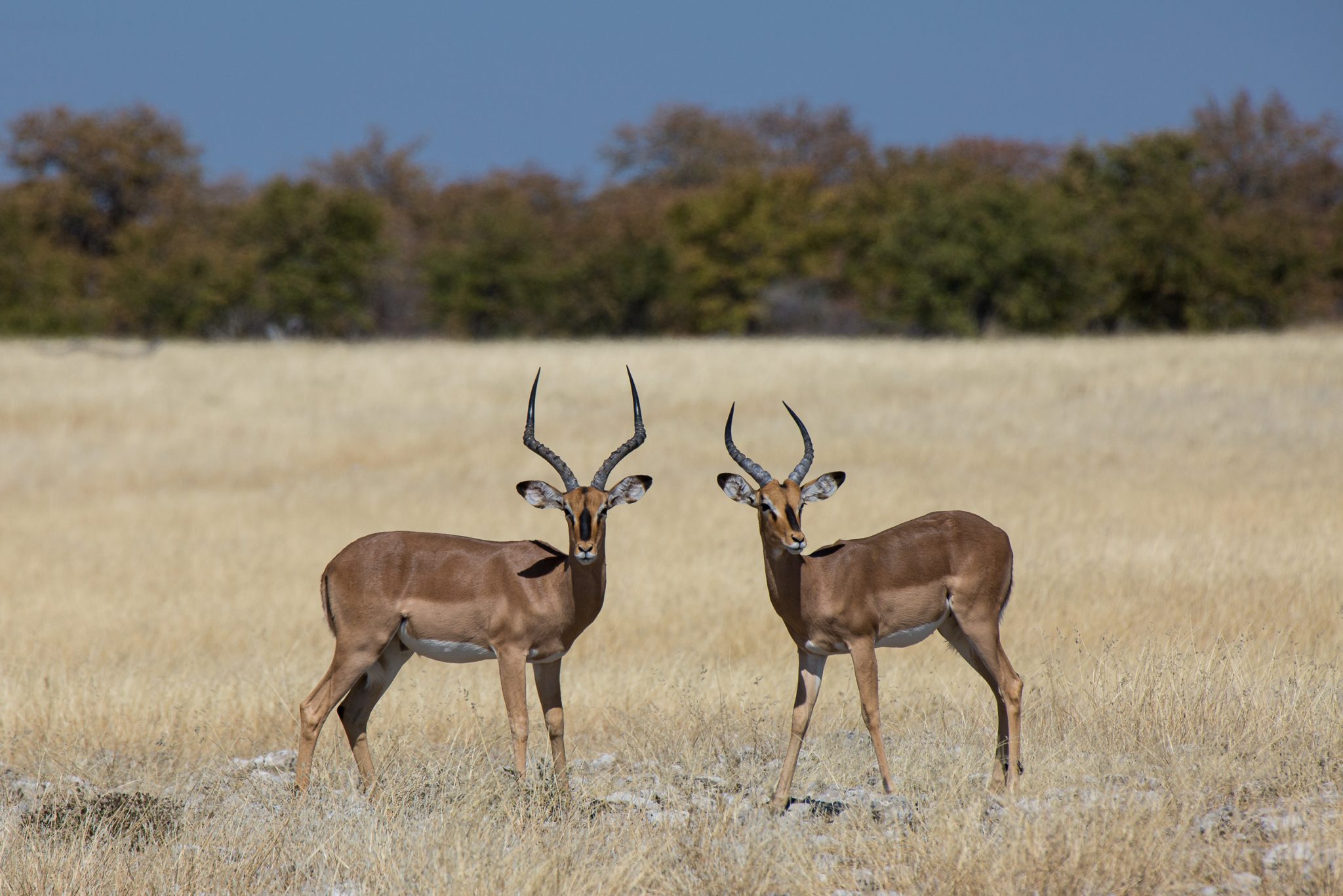 Africa, Etosha, Namibia