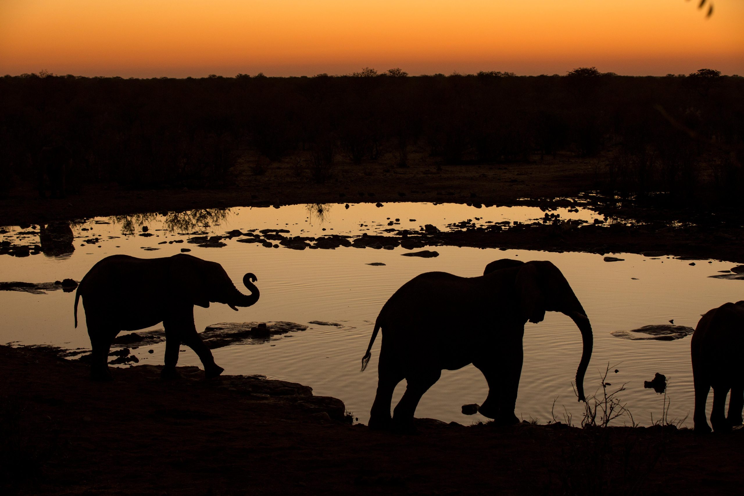 Africa, Etosha, Namibia