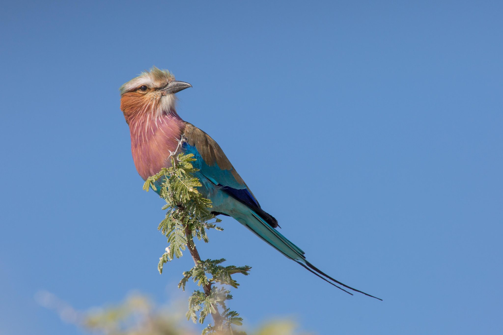 A Lilac-breasted Roller, one of the most photographed birds in Etosha National Park