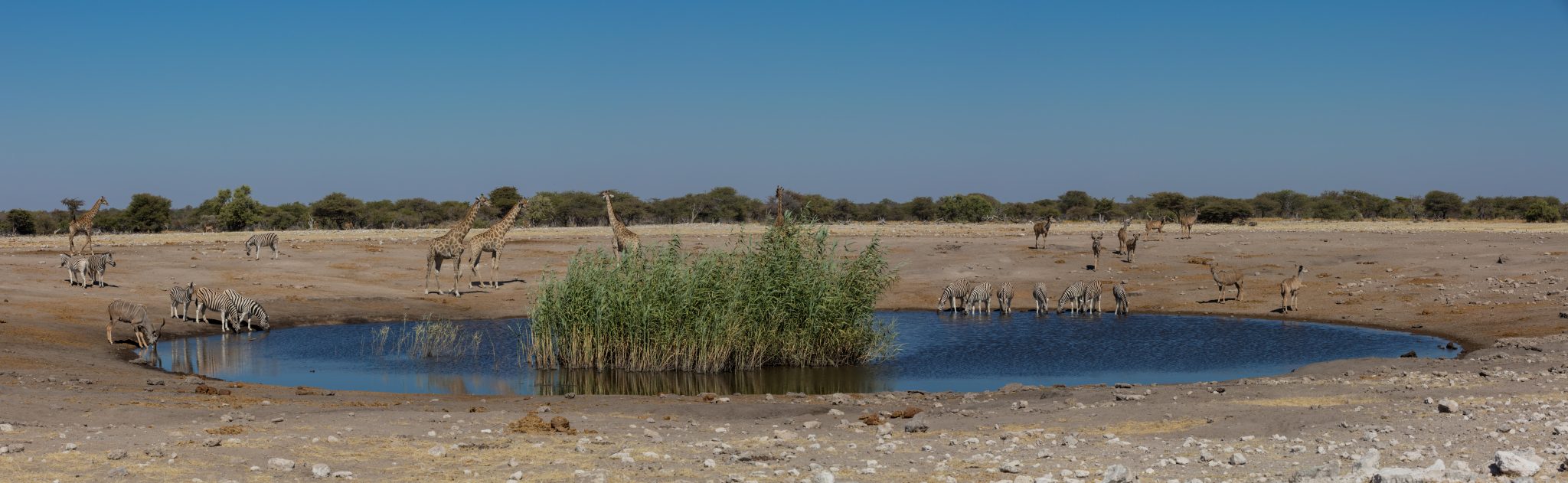 A waterhole with a lot of wildlife in Etosha National Park