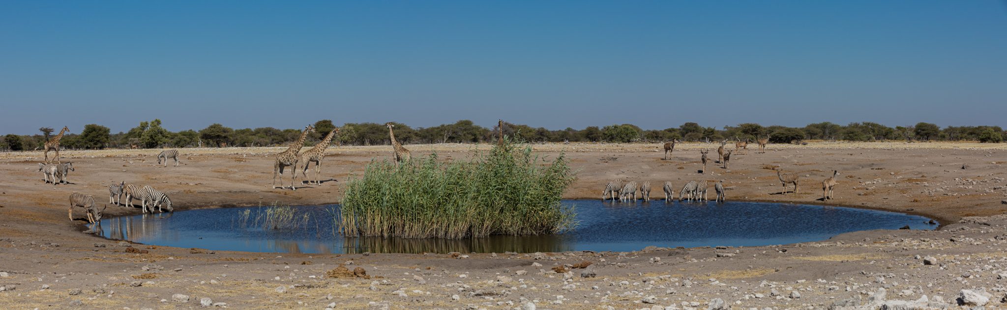 Africa, Etosha, Namibia