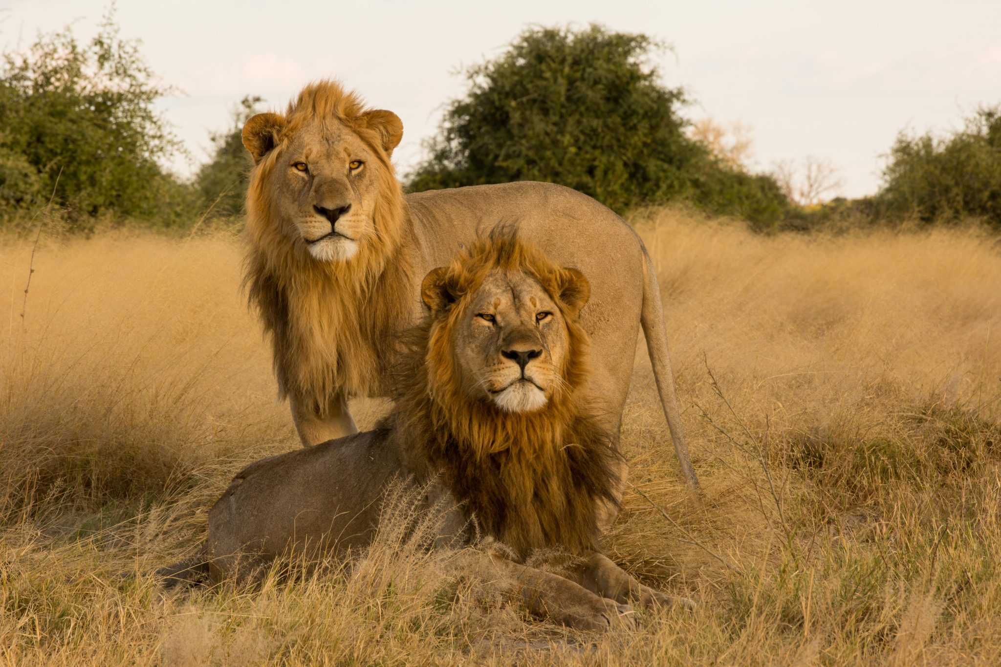 Lion Brothers - Savuti, Botswana