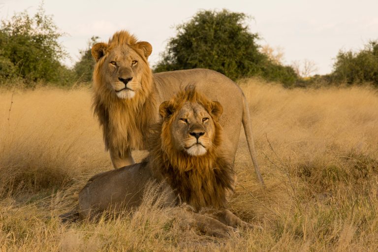 Africa, Chobe National Park, Savuti, botswana