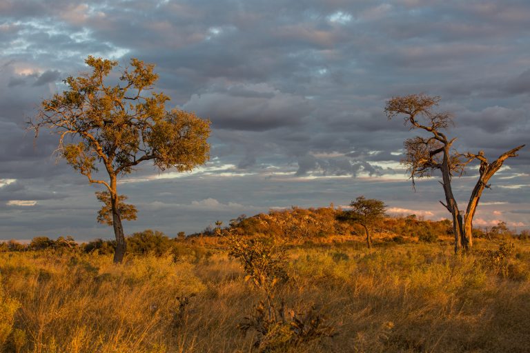 Savuti area of the Chobe National Park in Northern Botswana