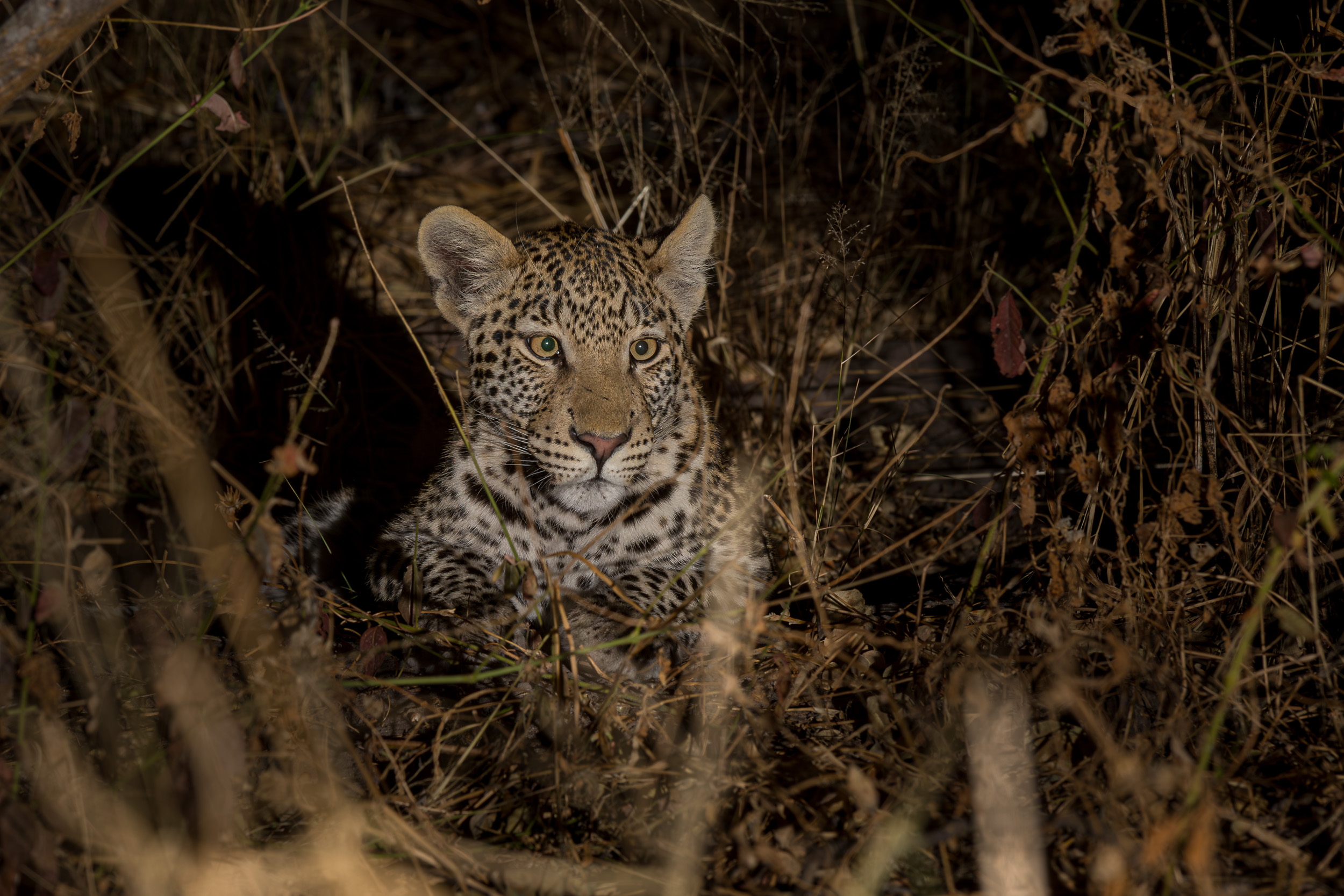 Africa, Chobe National Park, Savuti, botswana