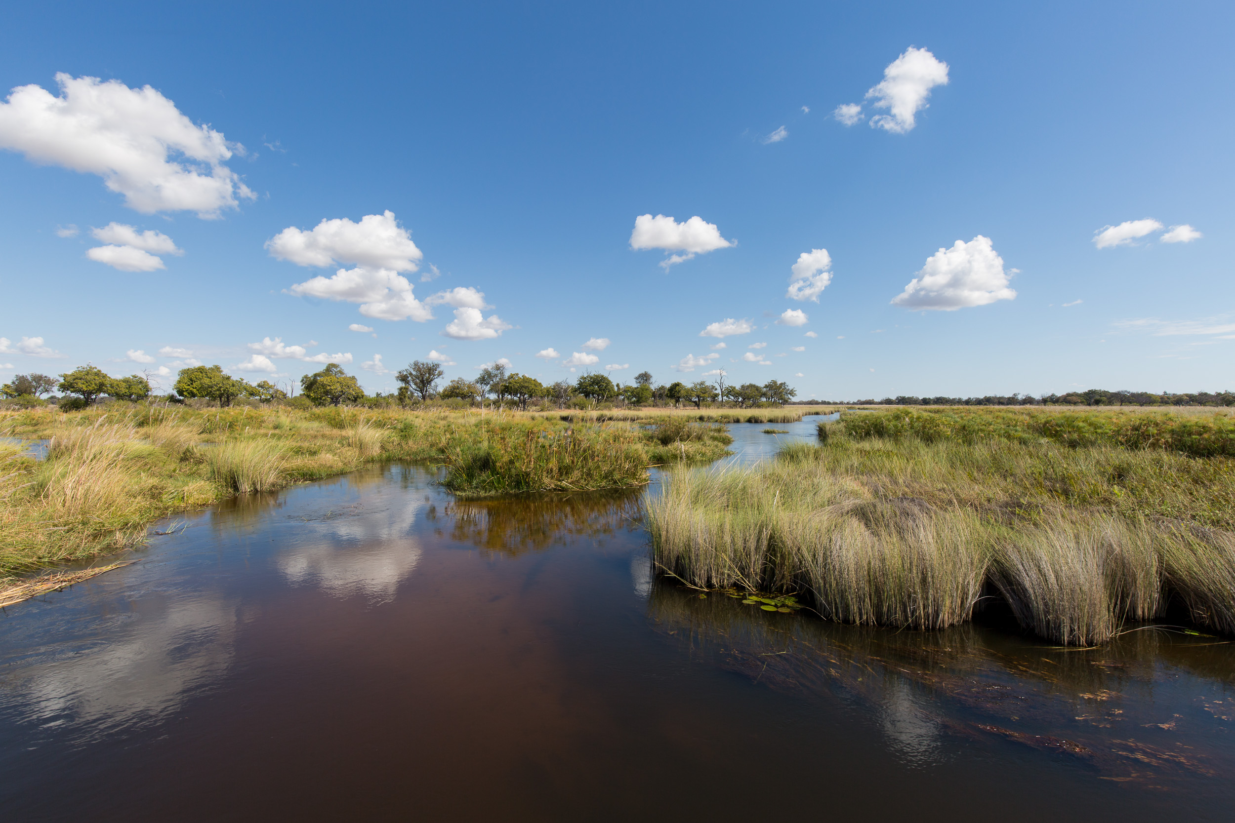 Africa, Moremi Game Reserve, Okavango, botswana