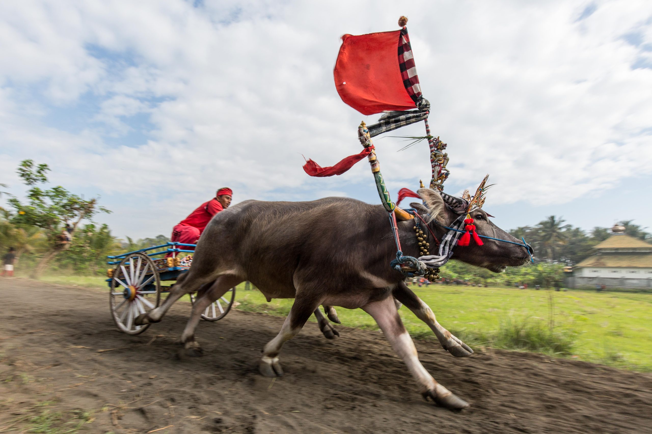 Bali, Culture, Indonesia, Makepung, Negara, bull races