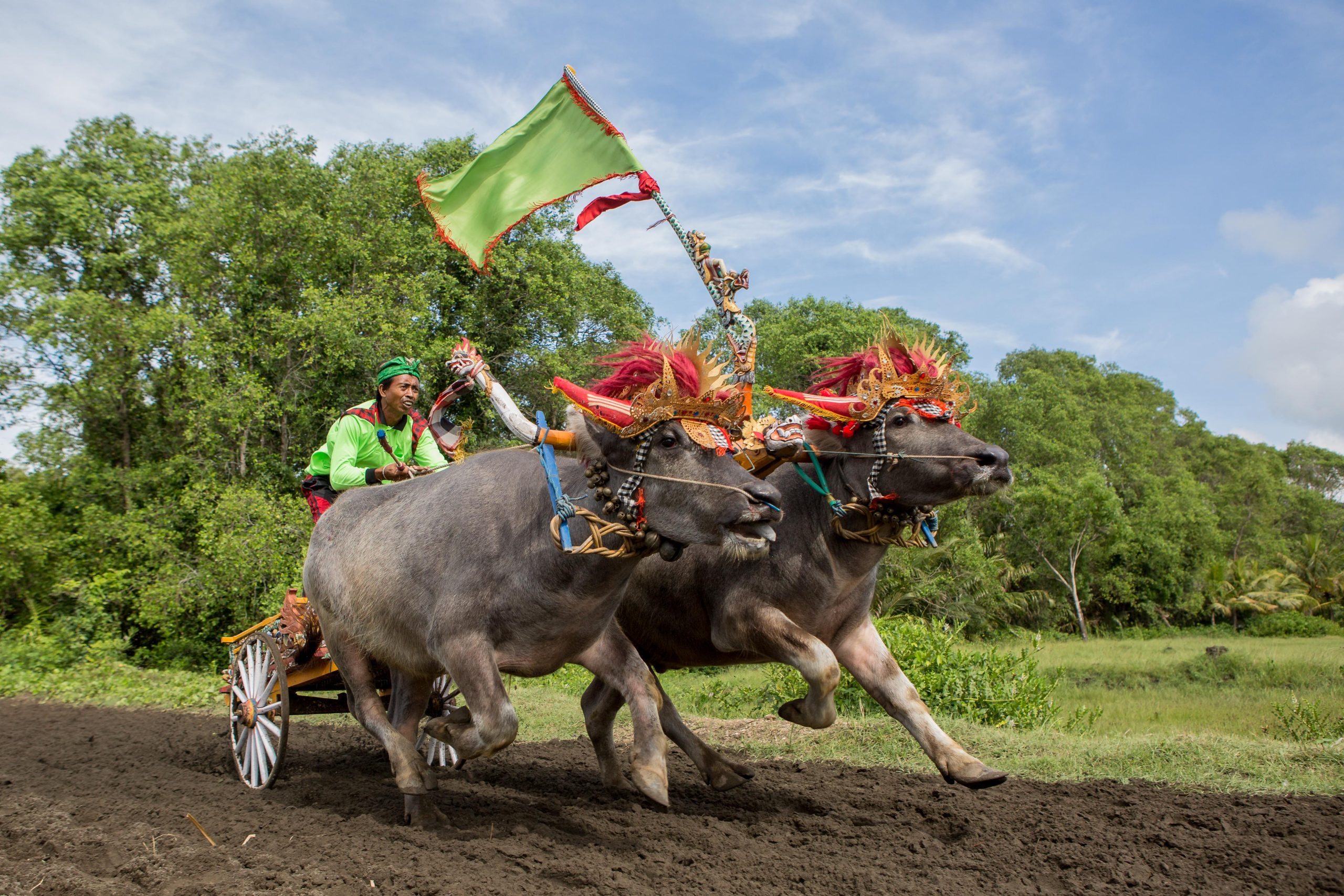 Bali, Culture, Indonesia, Makepung, Negara