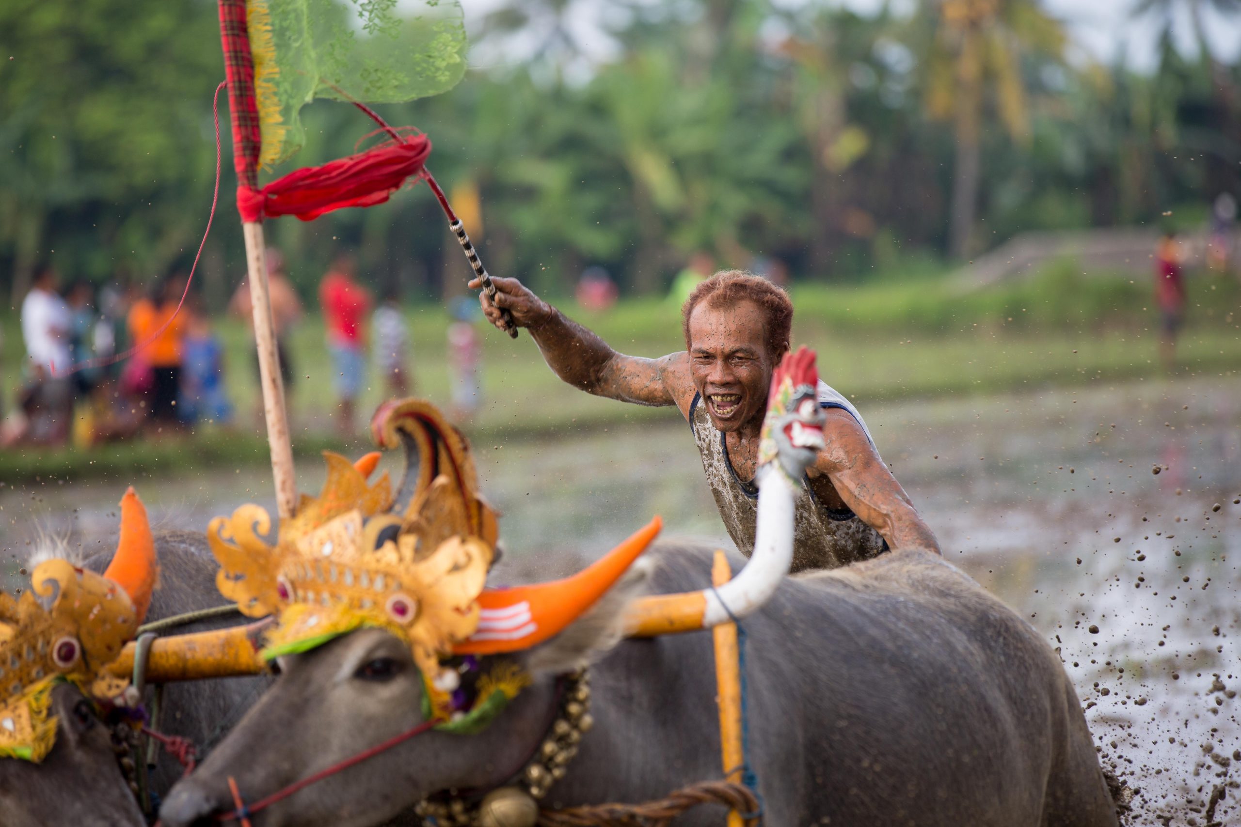 Bali, Culture, Indonesia, Makepung, Negara, lampit
