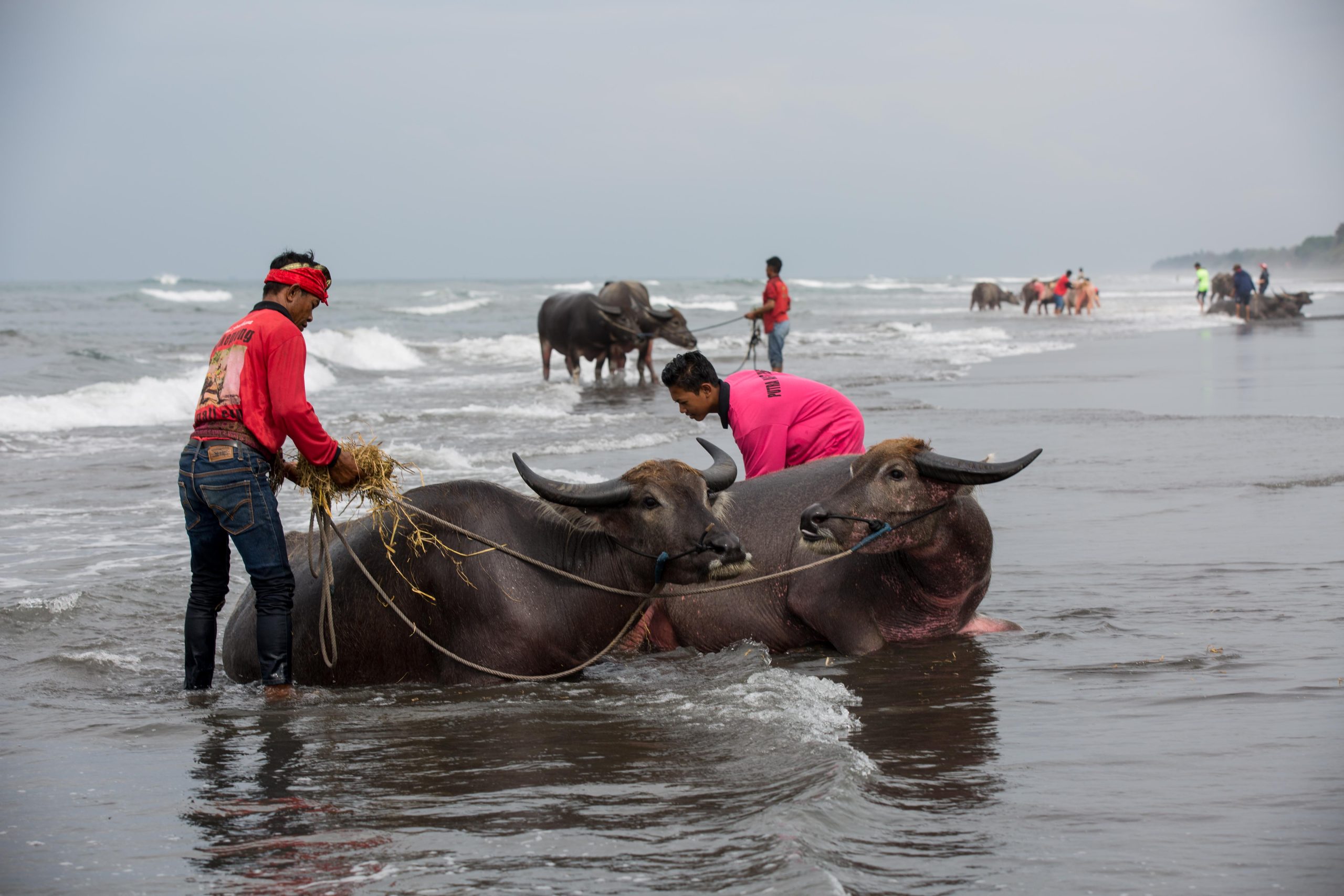 Bali, Culture, Indonesia, Makepung, Negara, bull races