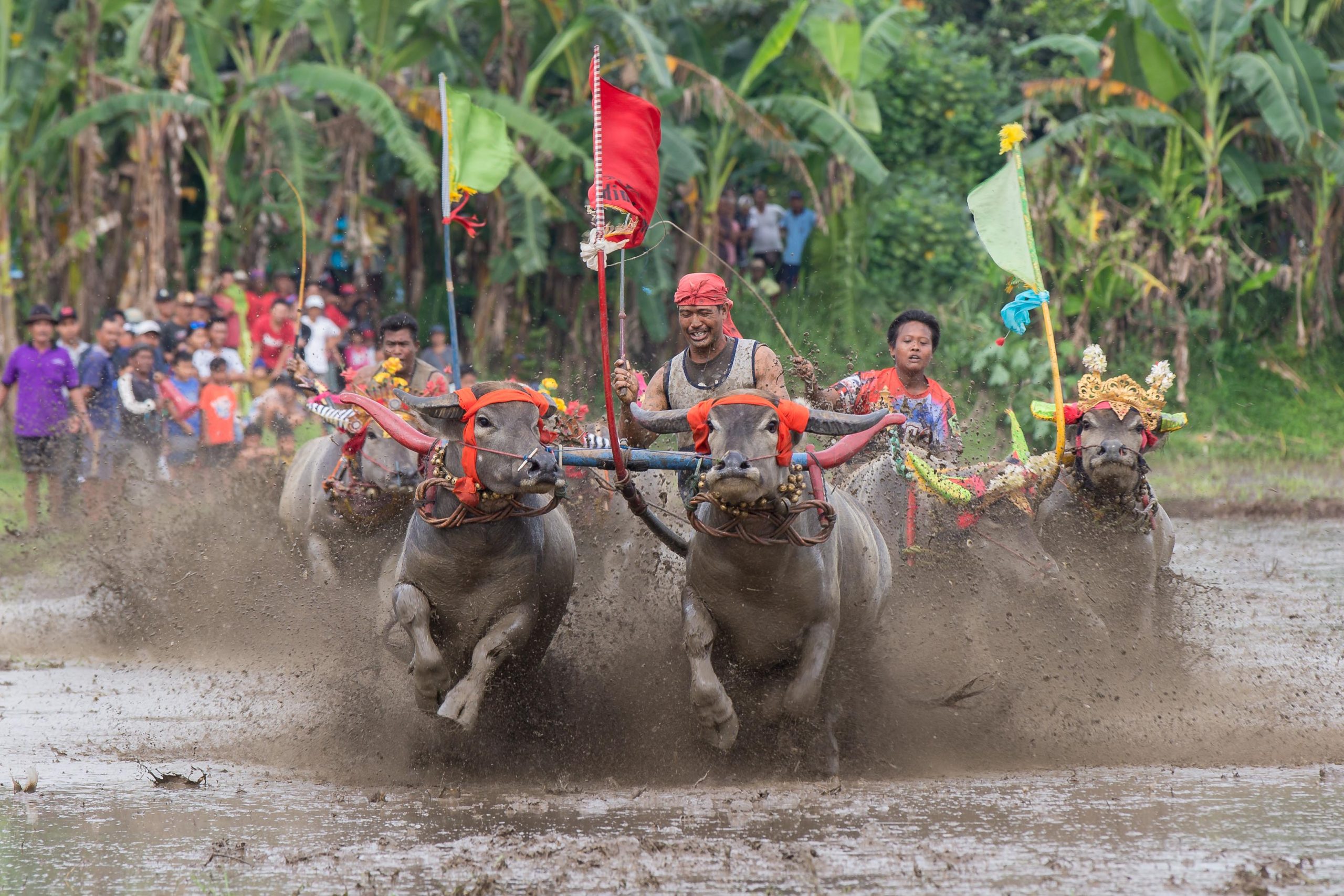 Bali, Culture, Highlights, Indonesia, Makepung, Negara, lampit, website