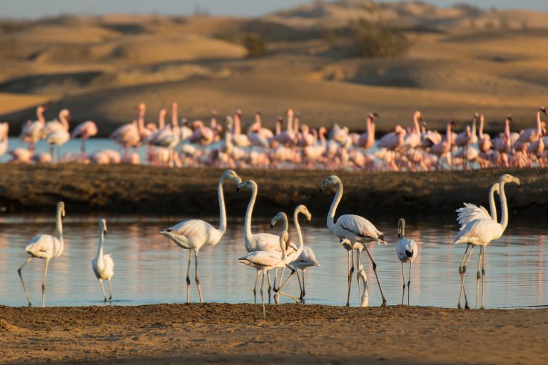 flamingoes,Africa, Namibia, Walvisbay
