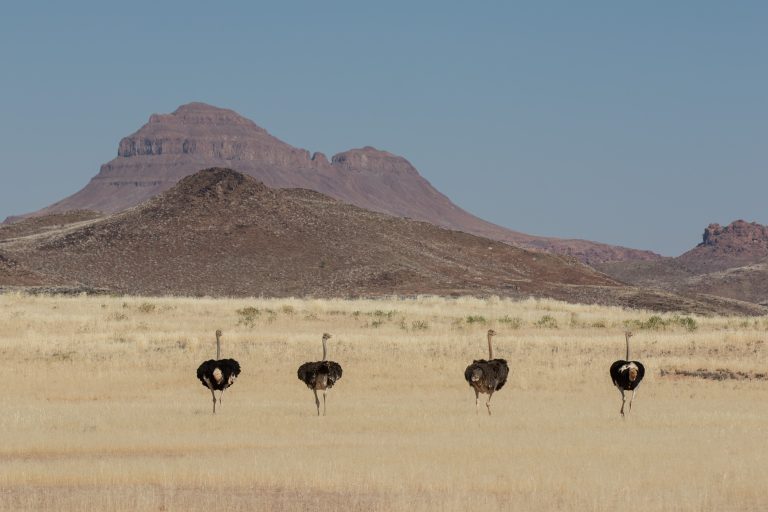 Aba-Huab, Africa, Damaraland, Desert Elephants, Namibia