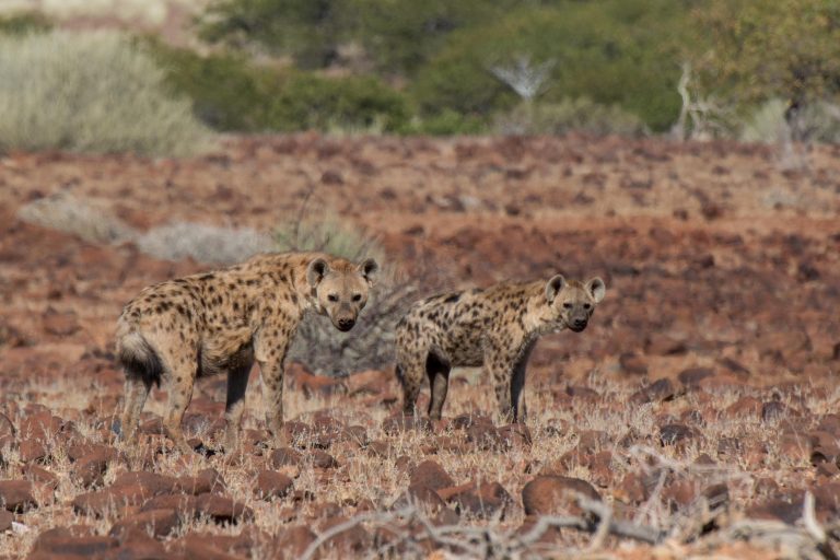 Best of Palmwag – Namibia