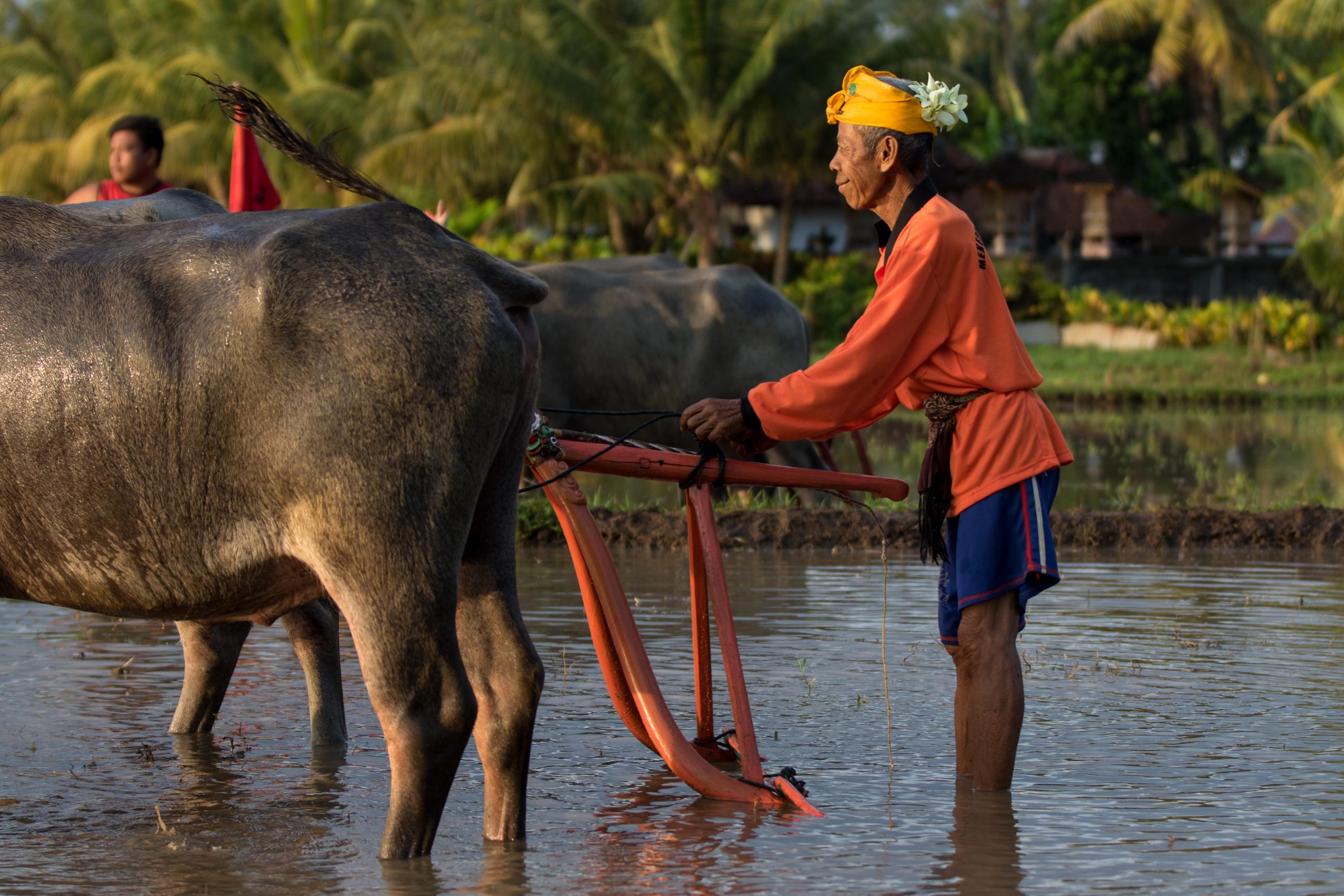 Bali, Culture, Indonesia, Makepung, Negara, lampit