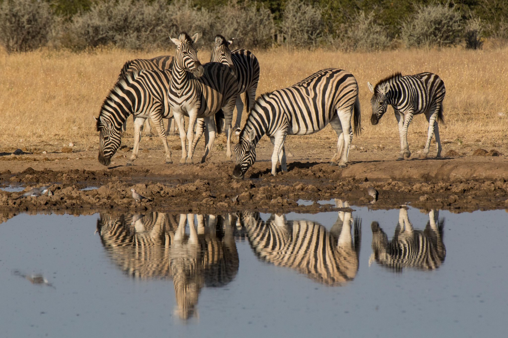 Zebras at a waterhole in Etosha