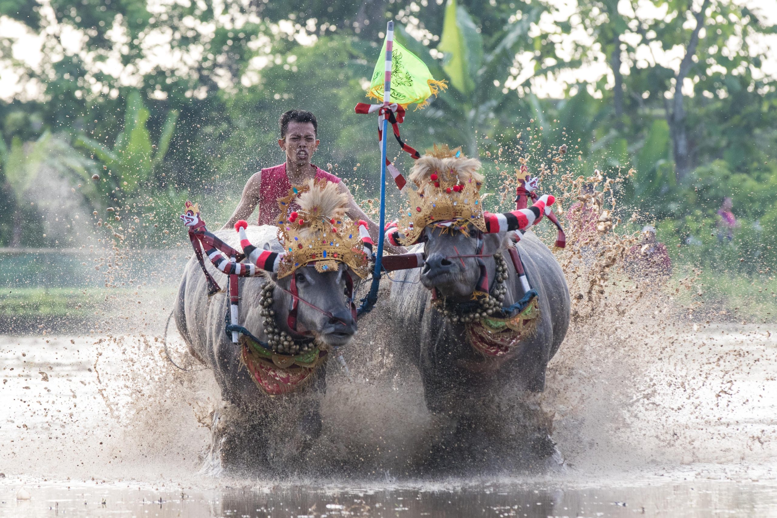 Bali, Culture, Indonesia, Makepung, Negara, lampit