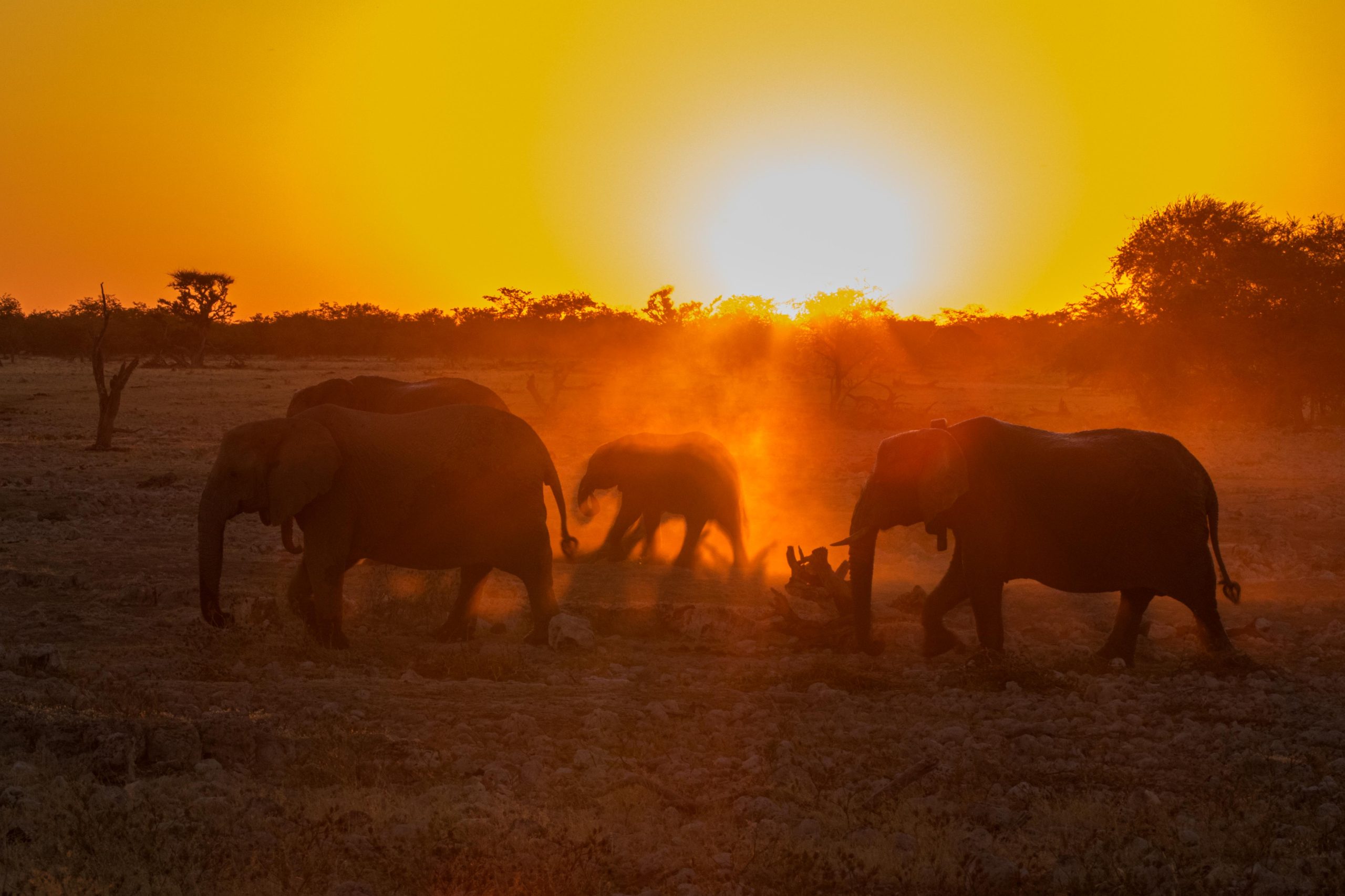 Africa, Etosha, Namibia