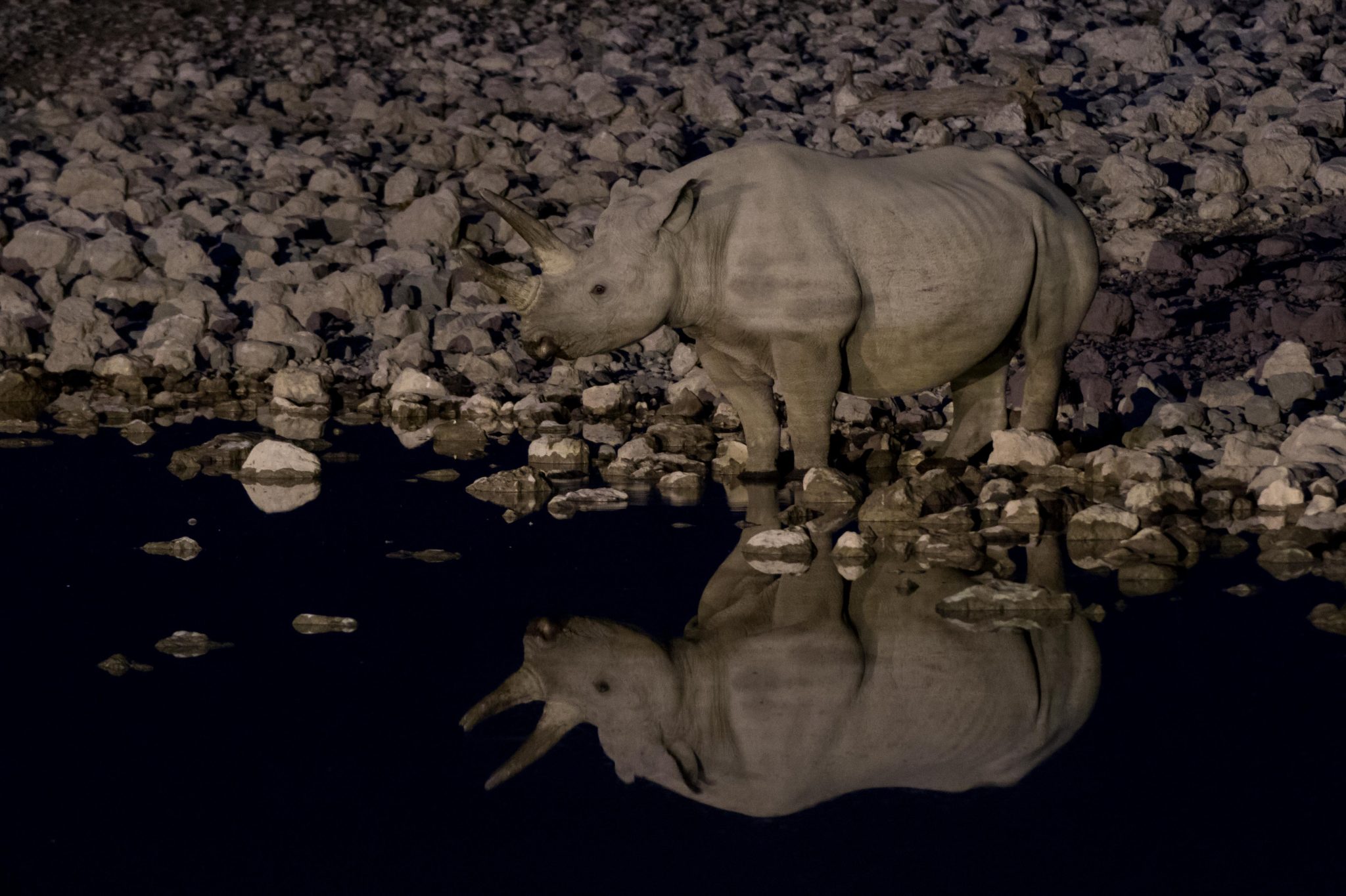 A Black Rhino at the Okaukuejo waterhole in Etosha