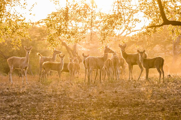 Baluran, Baluran National Park, Indonesia, Java, Nature