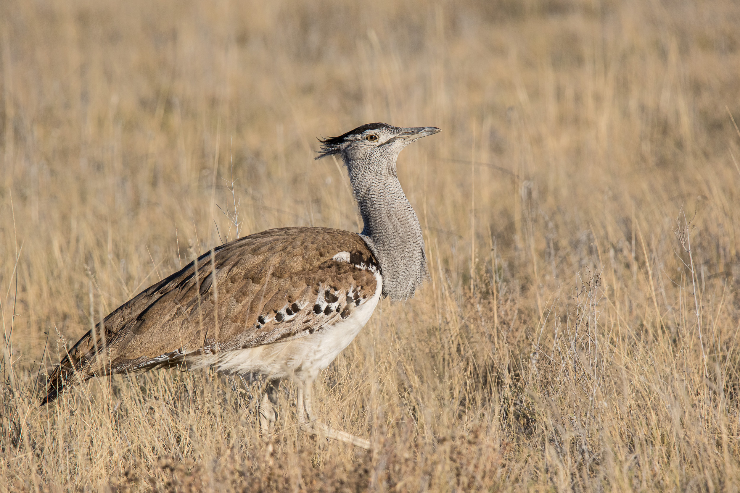 Africa, Etosha, Namibia