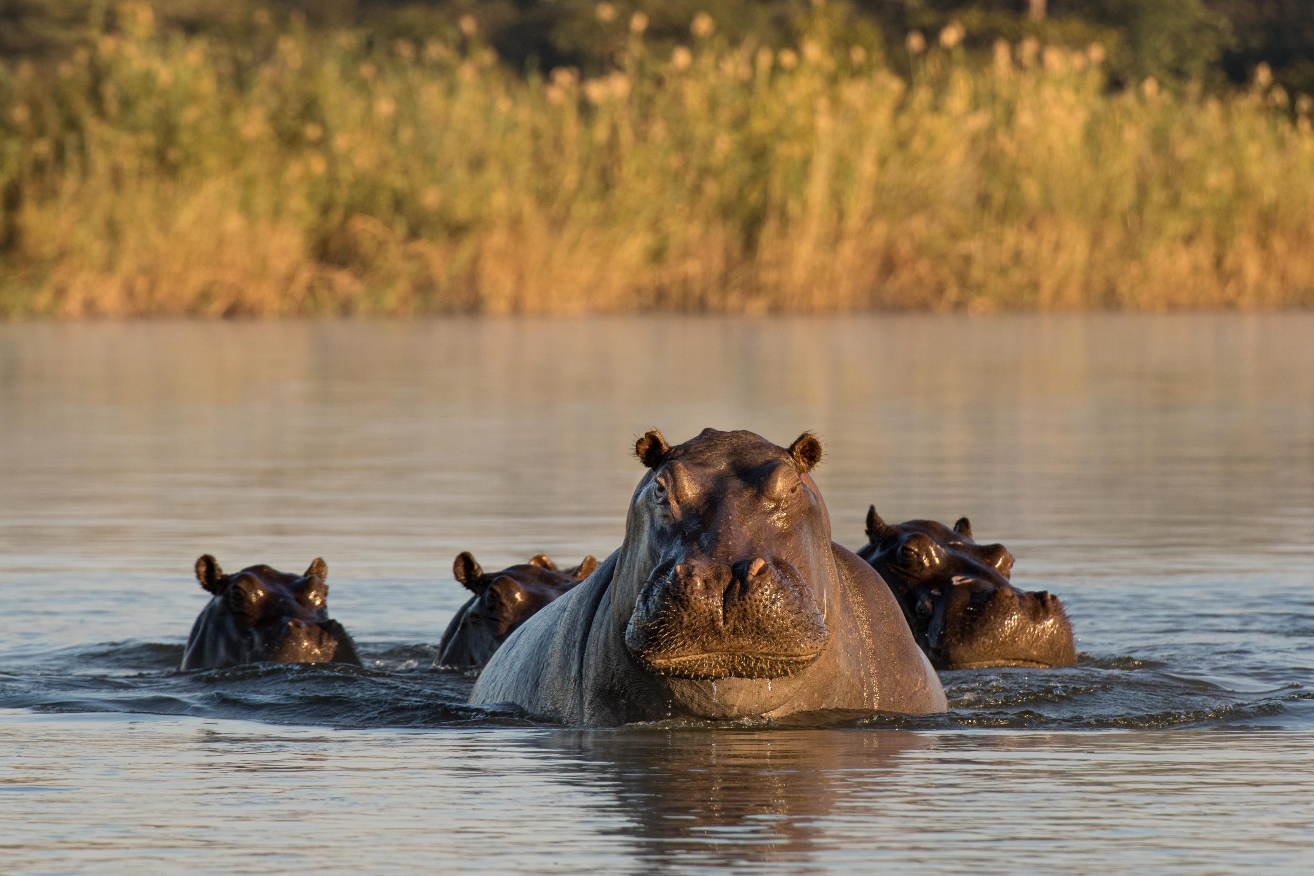 Africa, Kavango, Mahango Game Reserve, Namibia