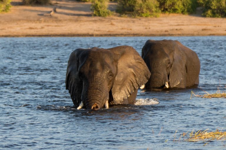 Best of Chobe National Park – Botswana