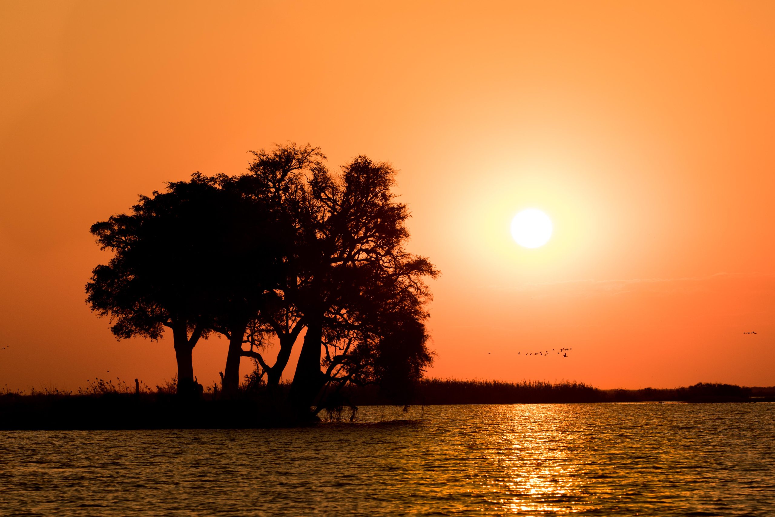 Africa, Chobe National Park, botswana