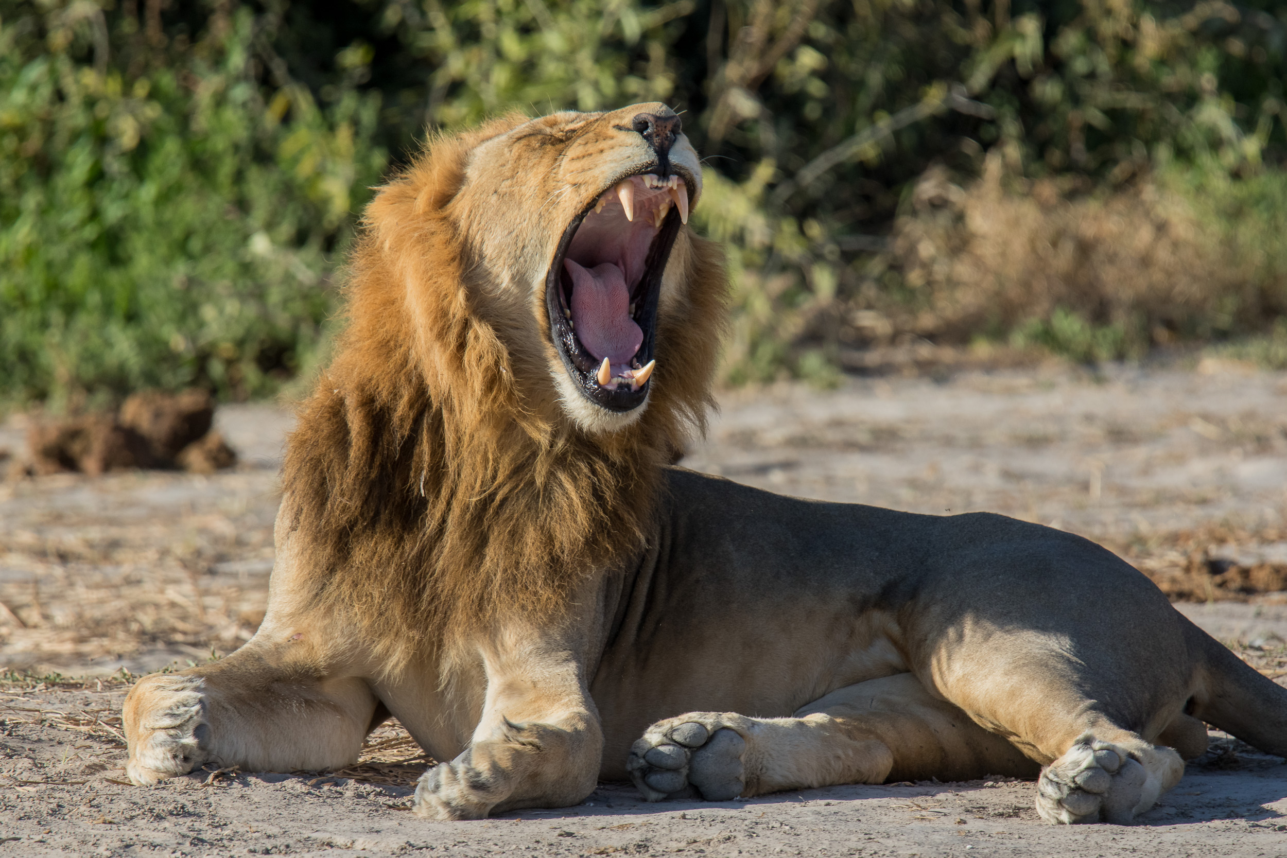 Africa, Chobe National Park, Savuti, botswana