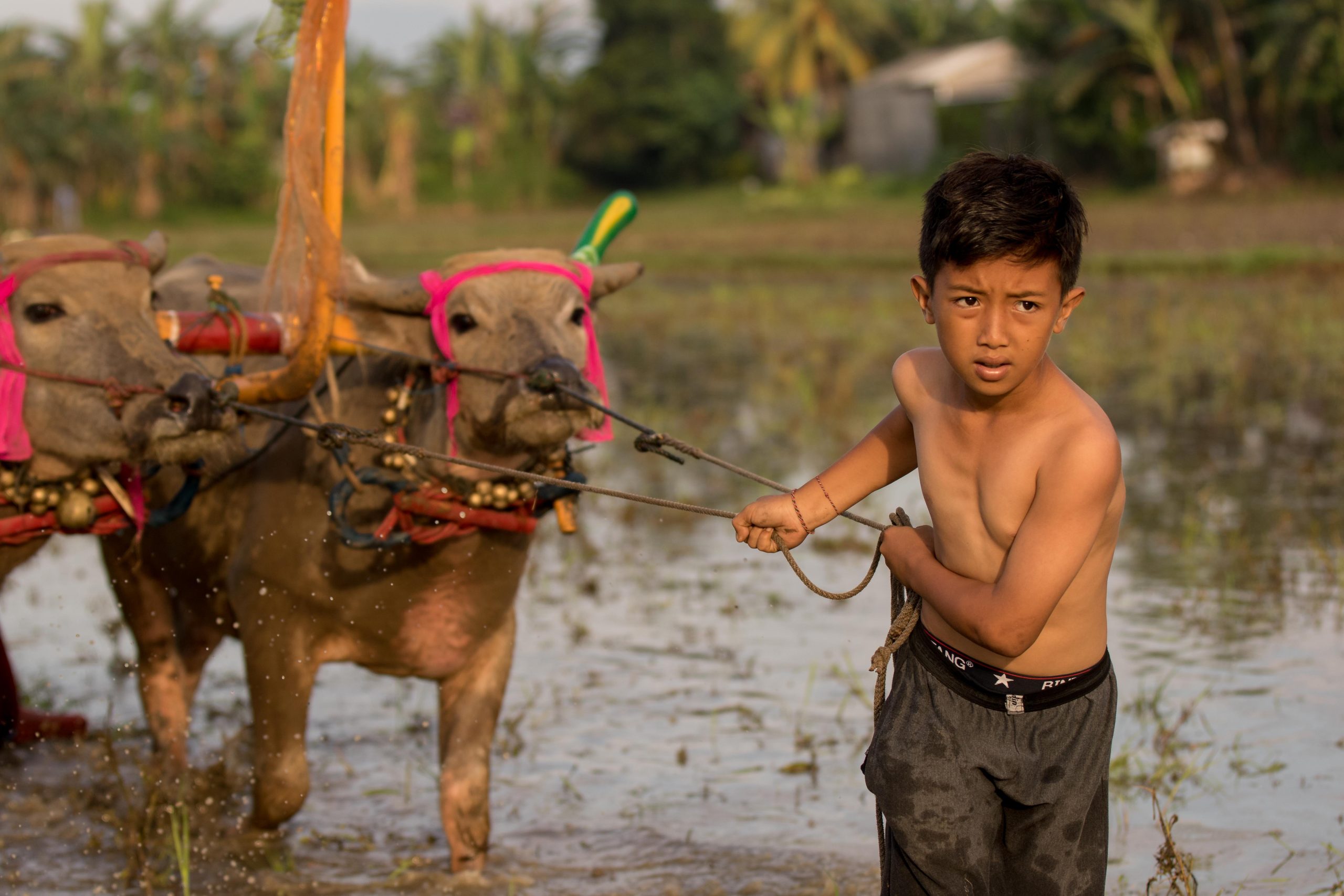 Bali, Culture, Indonesia, Makepung, Negara, lampit